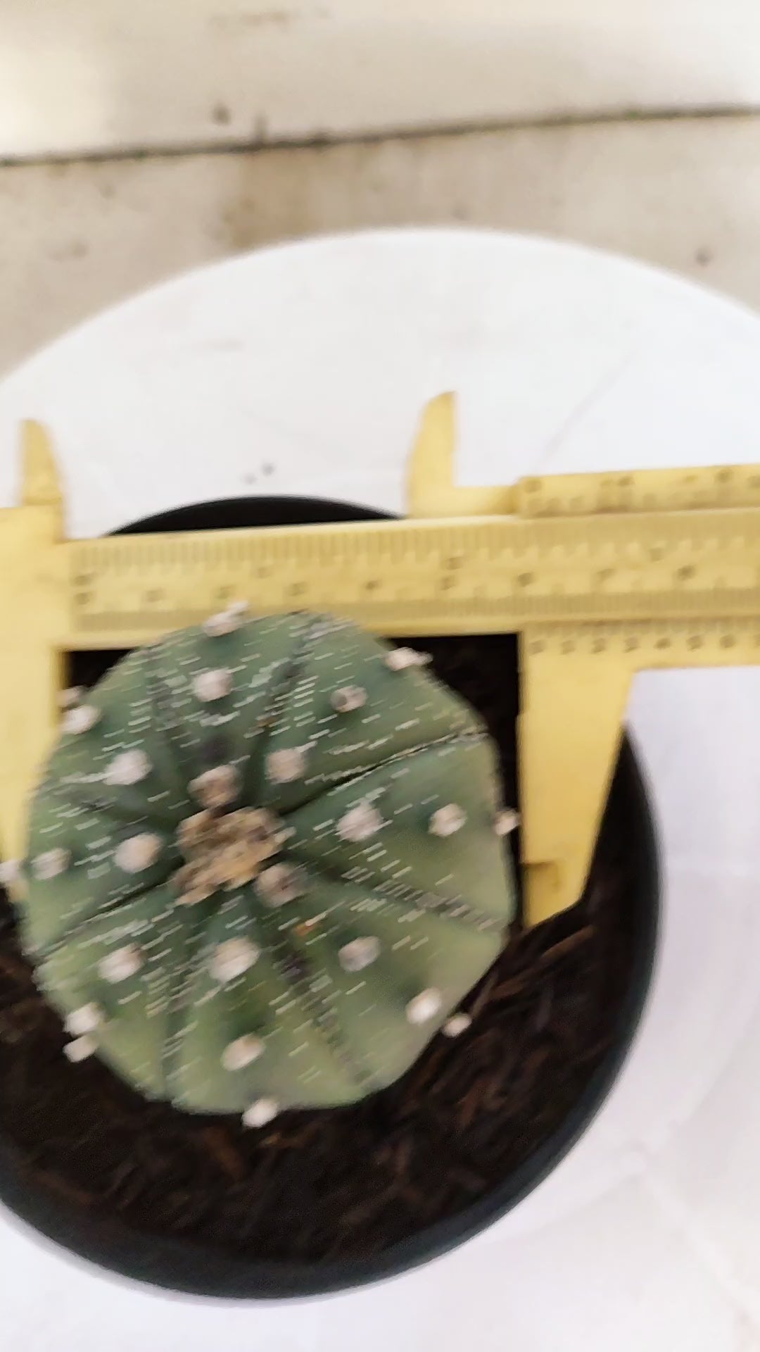 ASTROPHYTUM ASTERIAS "STAR SHAPE - Nudum"   Nº 1082 – vaso 11