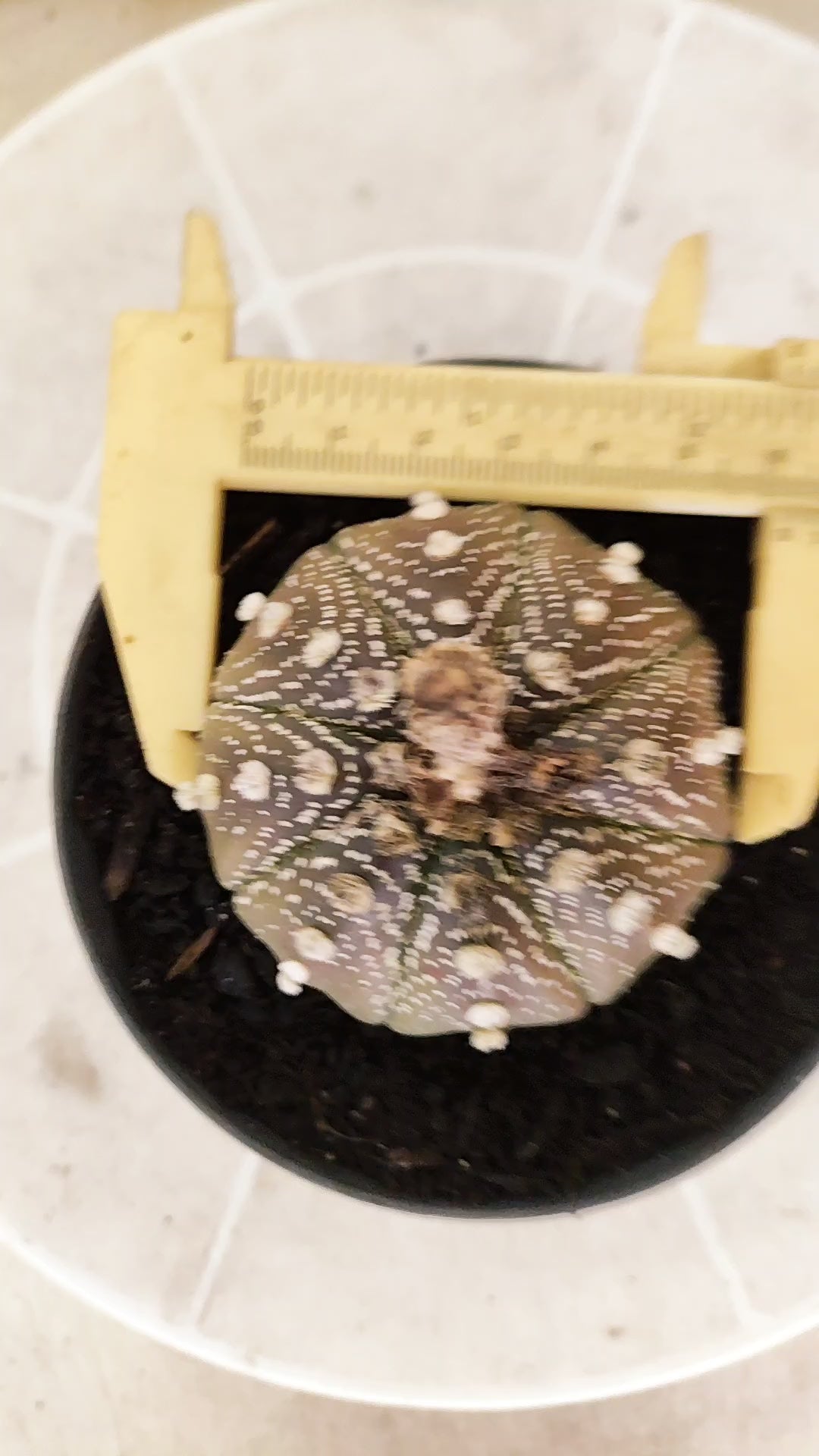 ASTROPHYTUM ASTERIAS "STAR SHAPE - Purple  Nº 1742 – vaso 11