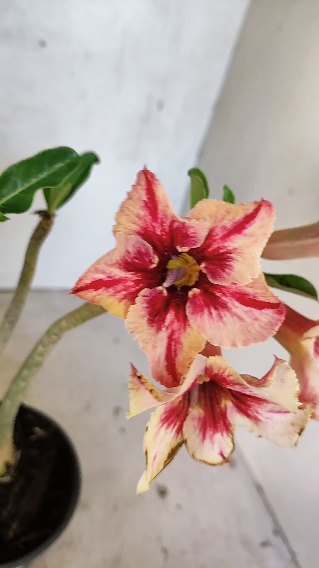 Planta Simples 3523 – 30cm – 02 anos