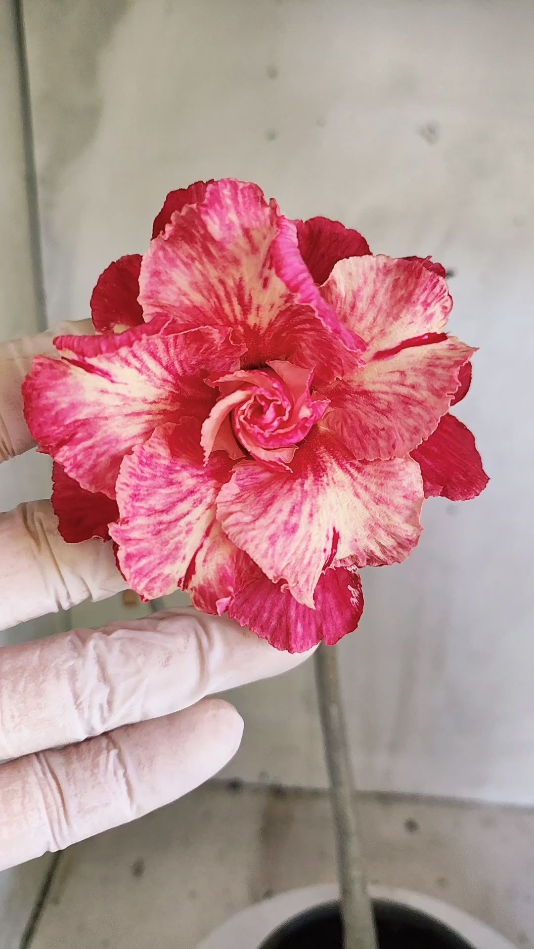 Planta Dobrada 4016 – 30cm – 03 anos - Vaso 15