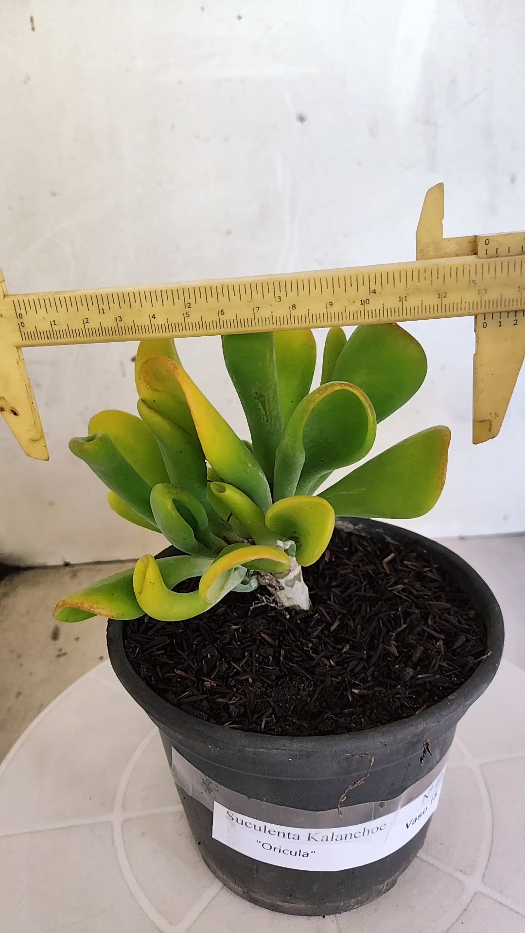 Suculenta Kalanchoe "Oricula" Nº 40 - Vaso 15