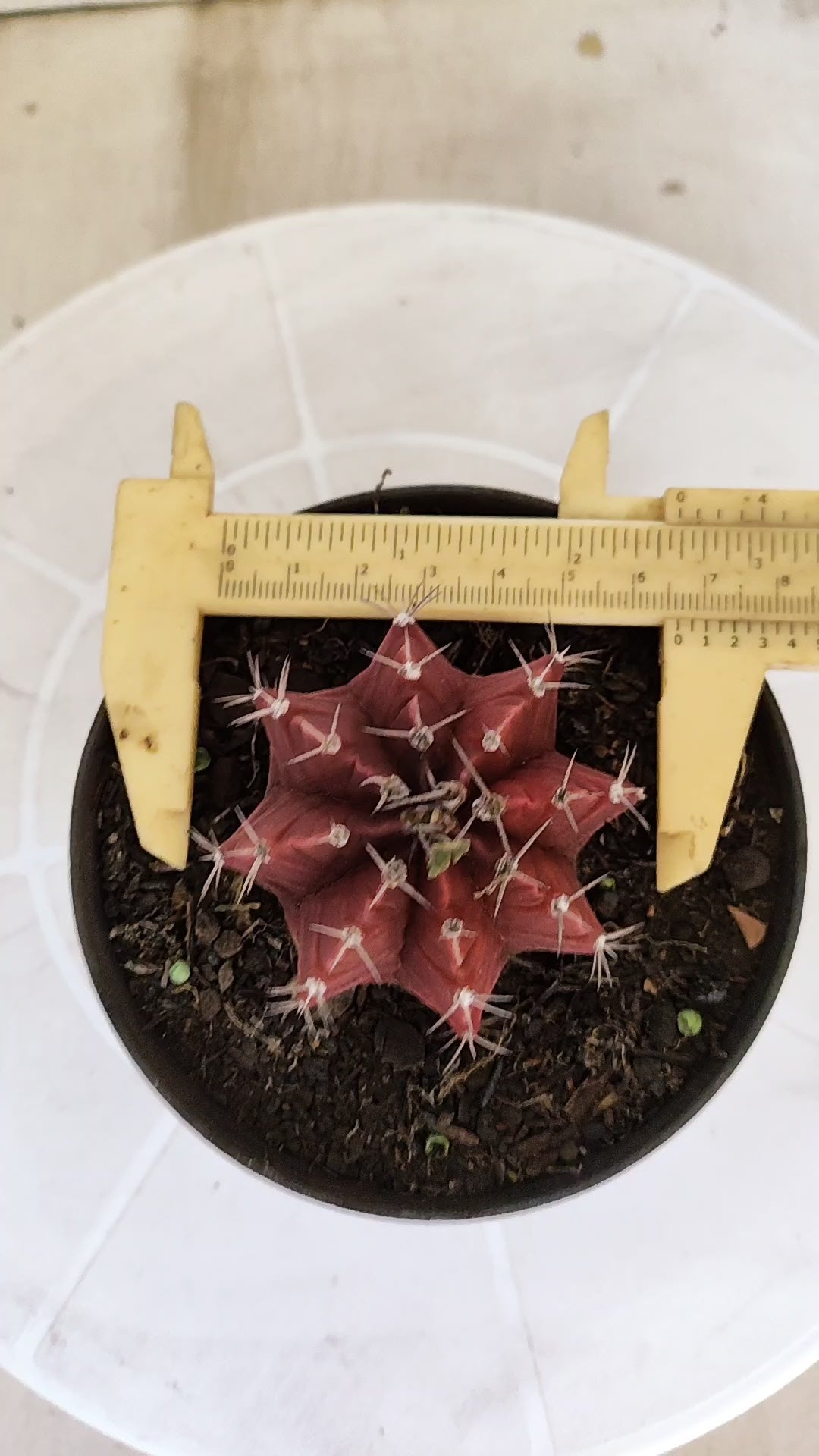 Matriz GYMNOCALYCIUM Mihanovichii Variegata Nº 1660 – vaso 11