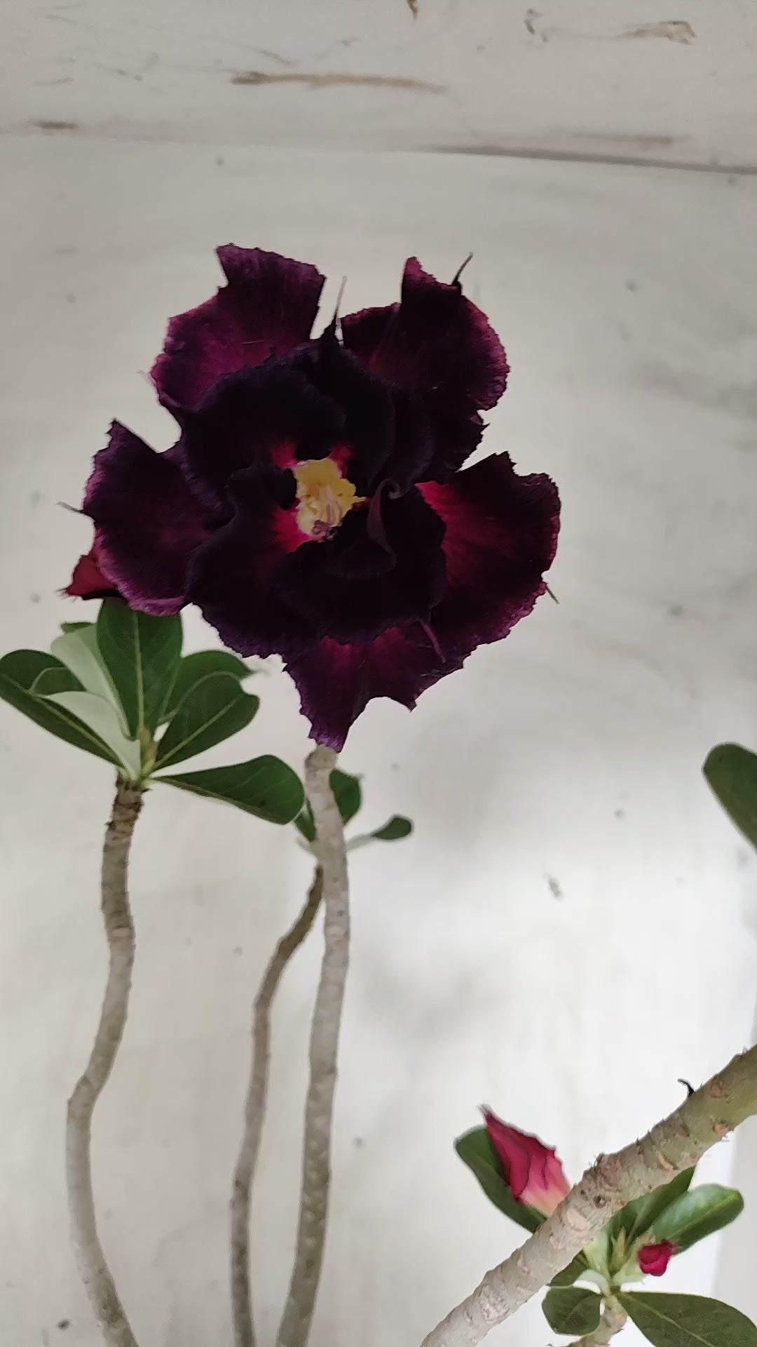 Planta Dobrada 4029 – 55cm – 04 anos - Vaso 17