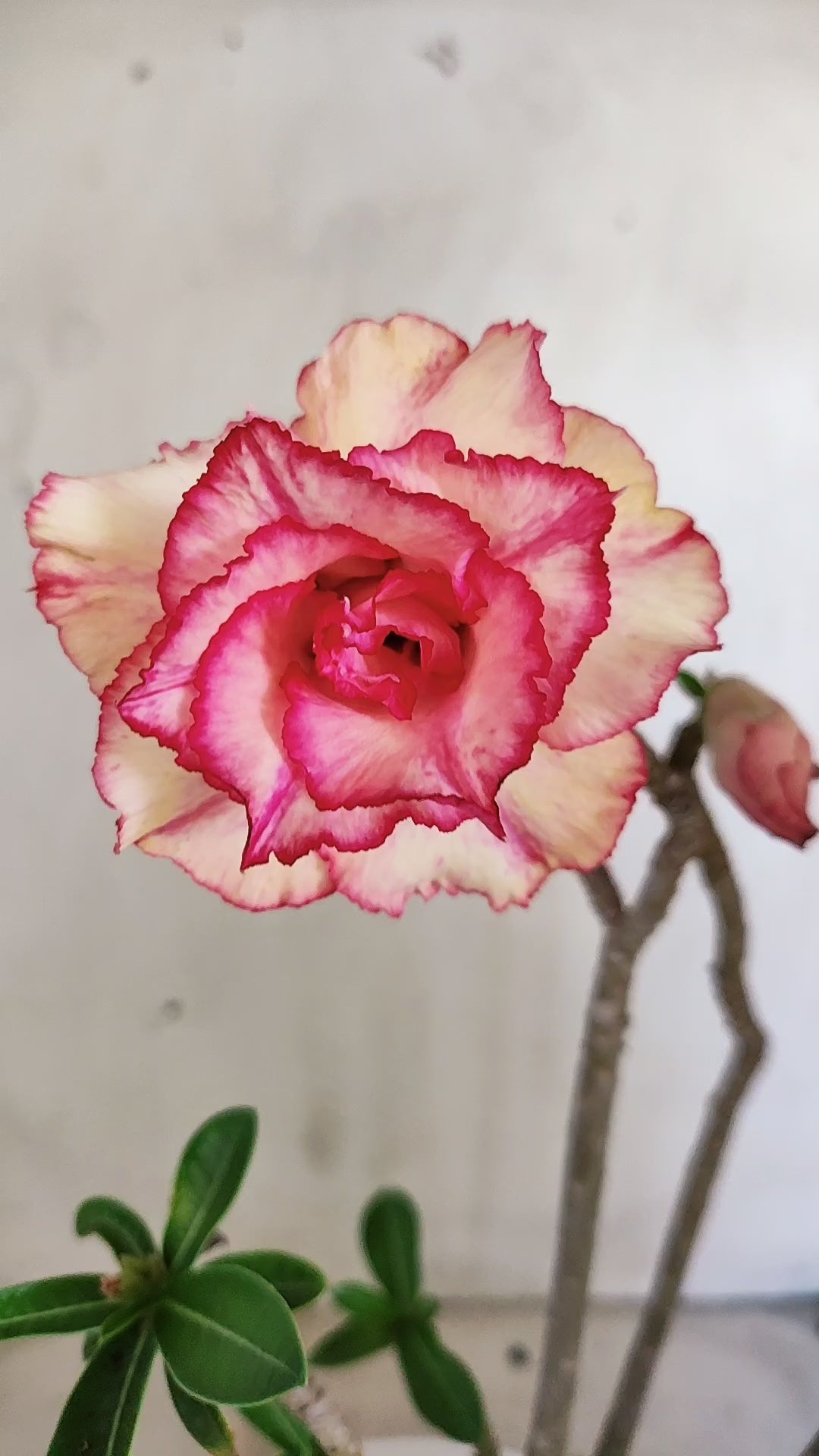 Planta Dobrada 4041 – 30cm – 02 anos - Vaso 15