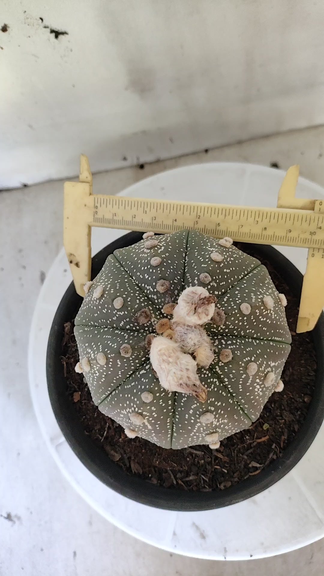 ASTROPHYTUM ASTERIAS “Purple”  Nº 1404 – vaso 15