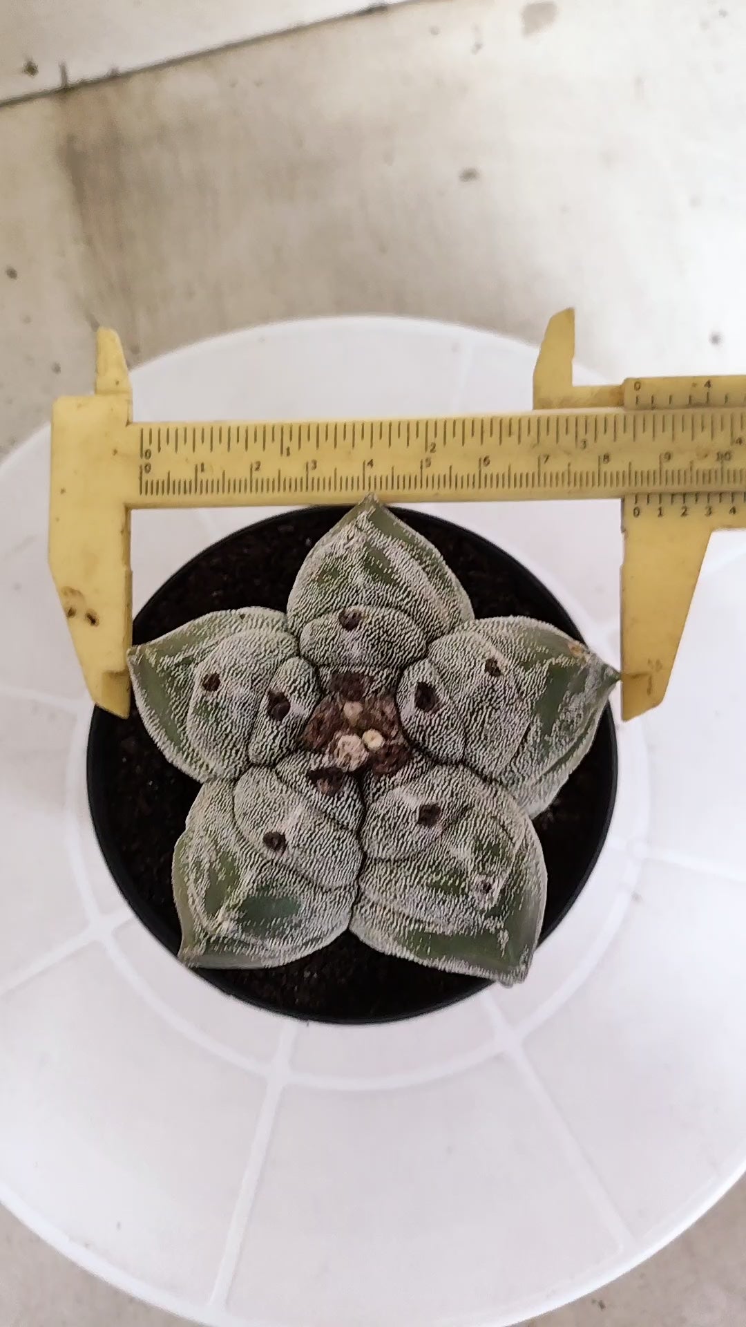 MATRIZ ASTROPHYTUM cv KIKKO   Nº 1337 – vaso 11