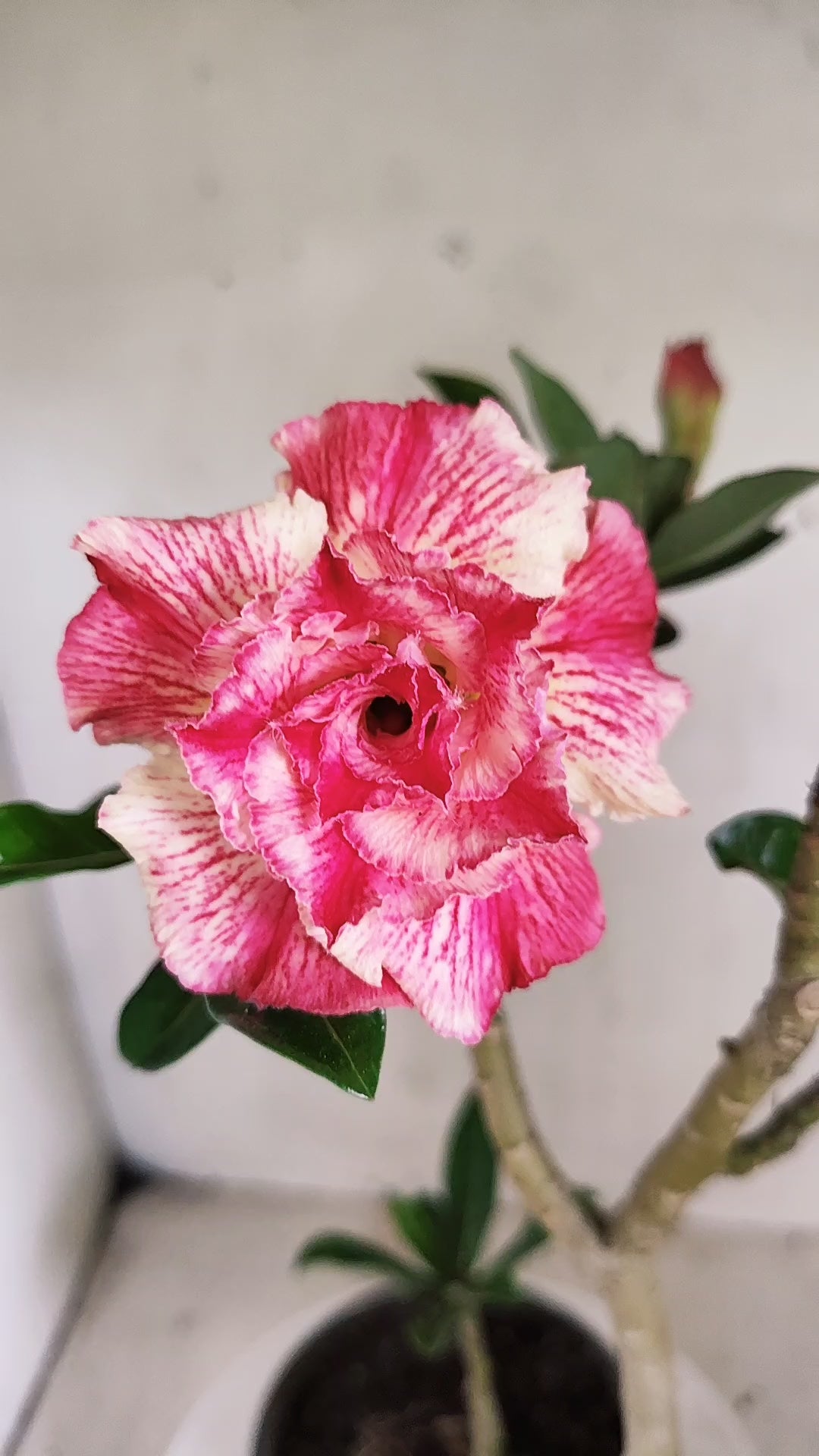 Planta Dobrada 4060 – 35cm – 03 anos - Vaso 15