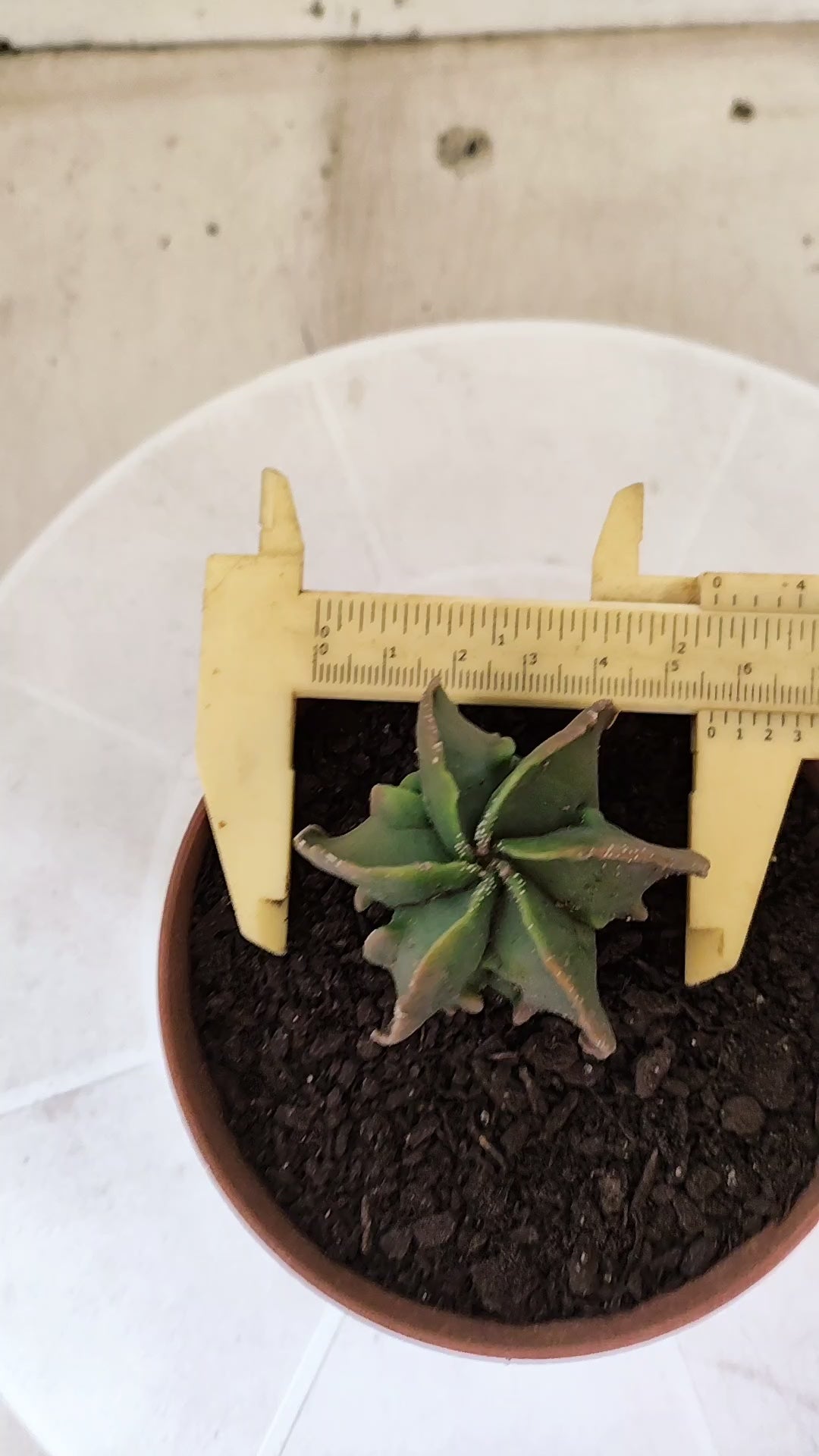 MATRIZ ASTROPHYTUM cv KIKKO "Fukuryu - Multcostatum" Nº 1824 – vaso 11