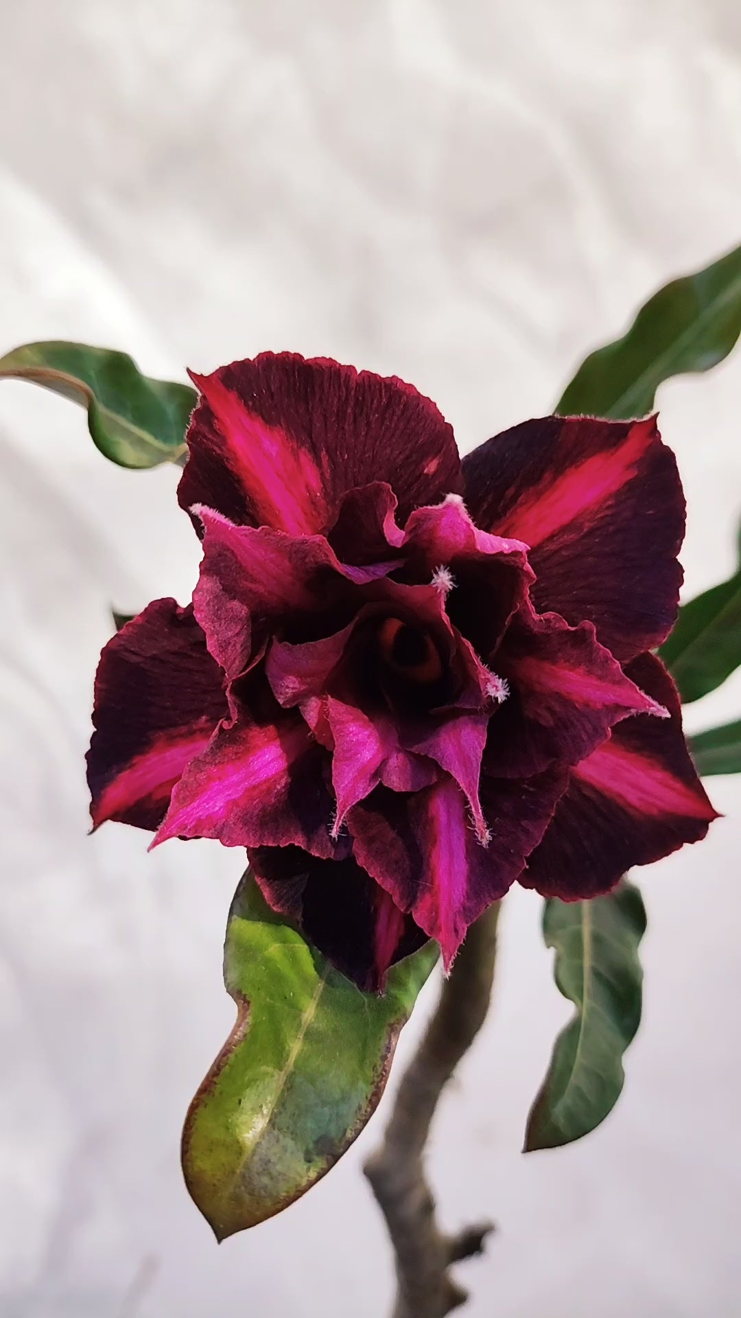 MATRIZ Planta Dobrada 212 – 60cm – 03 anos - Vaso 20