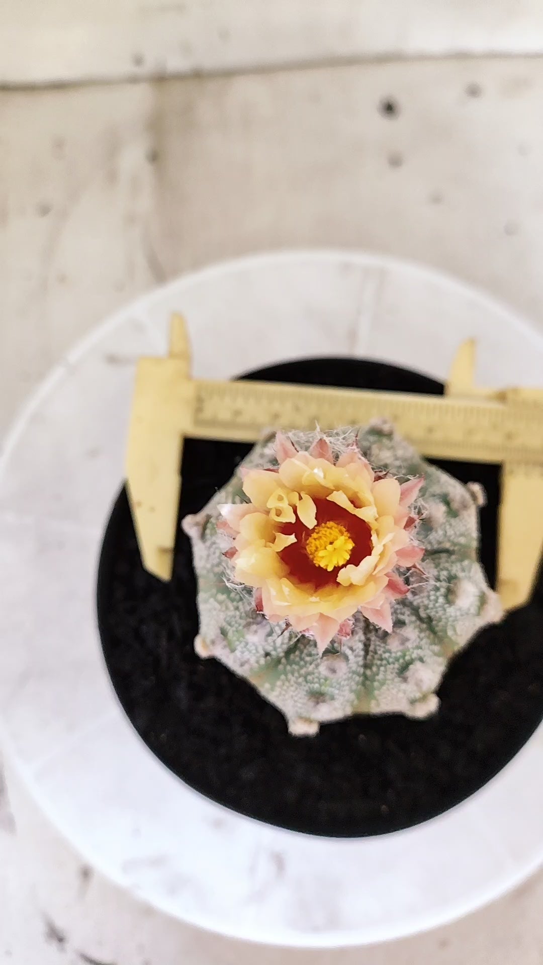 ASTROPHYTUM ASTERIAS SUPER KABUTO  Nº 1215 - vaso 15