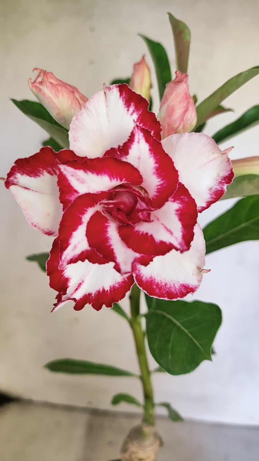 ENXERTO 12867 – 30cm (cor LM 797) iD: FERRARI