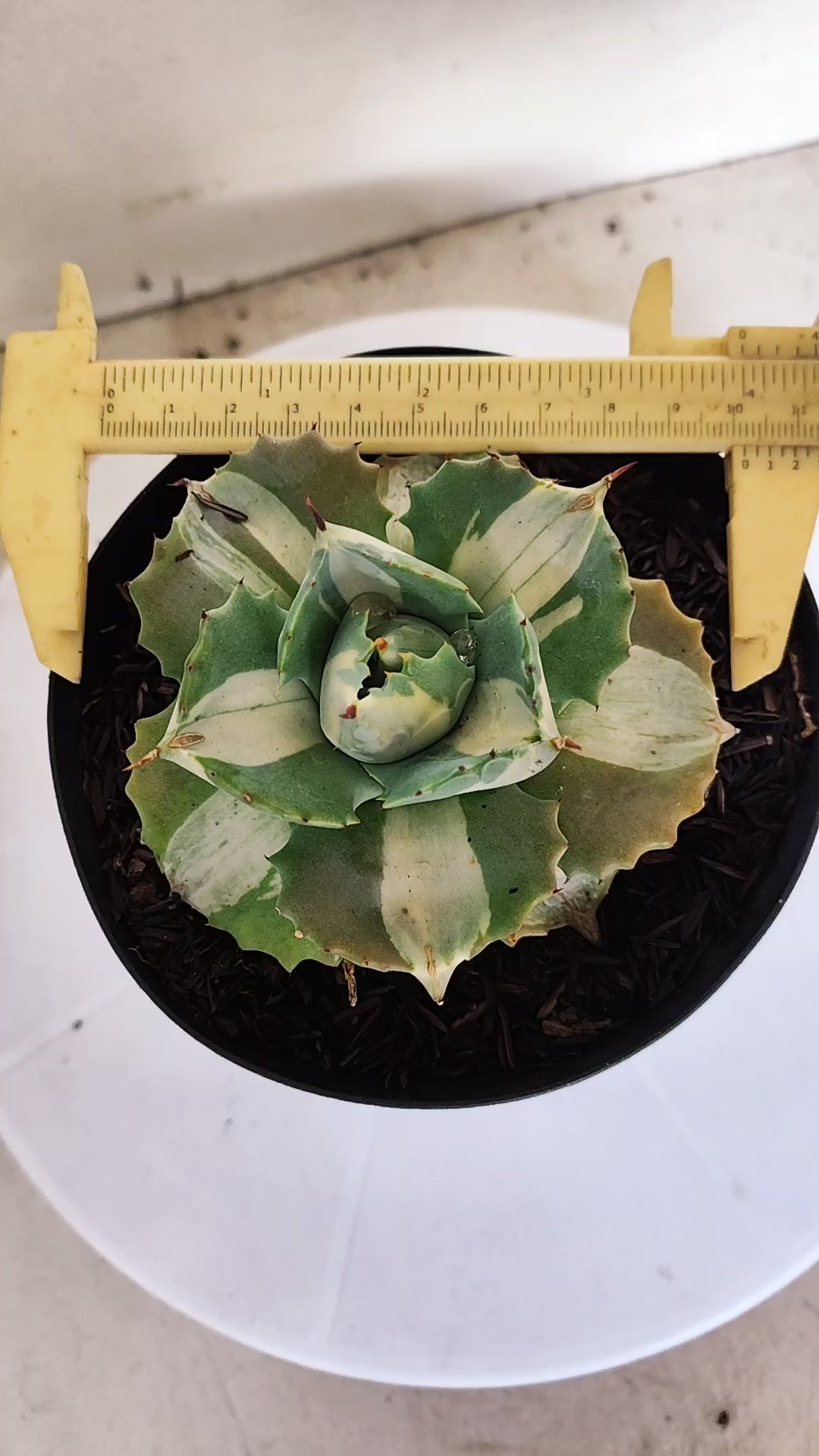 Suculenta AGAVE ISTHMENSIS 'OHI RAIJIN' VARIEGATA  Nº 22 - vaso 15