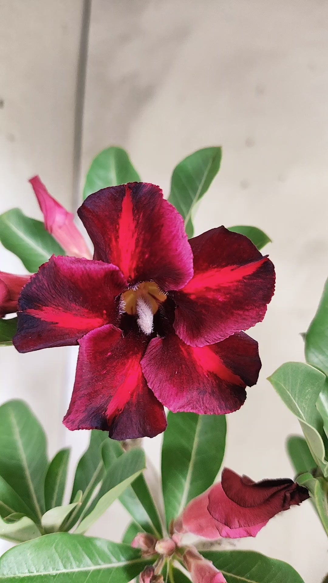 Planta Simples 3645 – 30cm – 02 anos - vaso 15