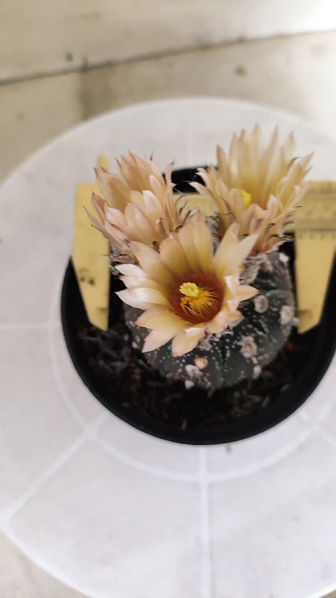 ASTROPHYTUM ASTERIAS  "Purple" - AKABANA Nº 1262 – vaso 11
