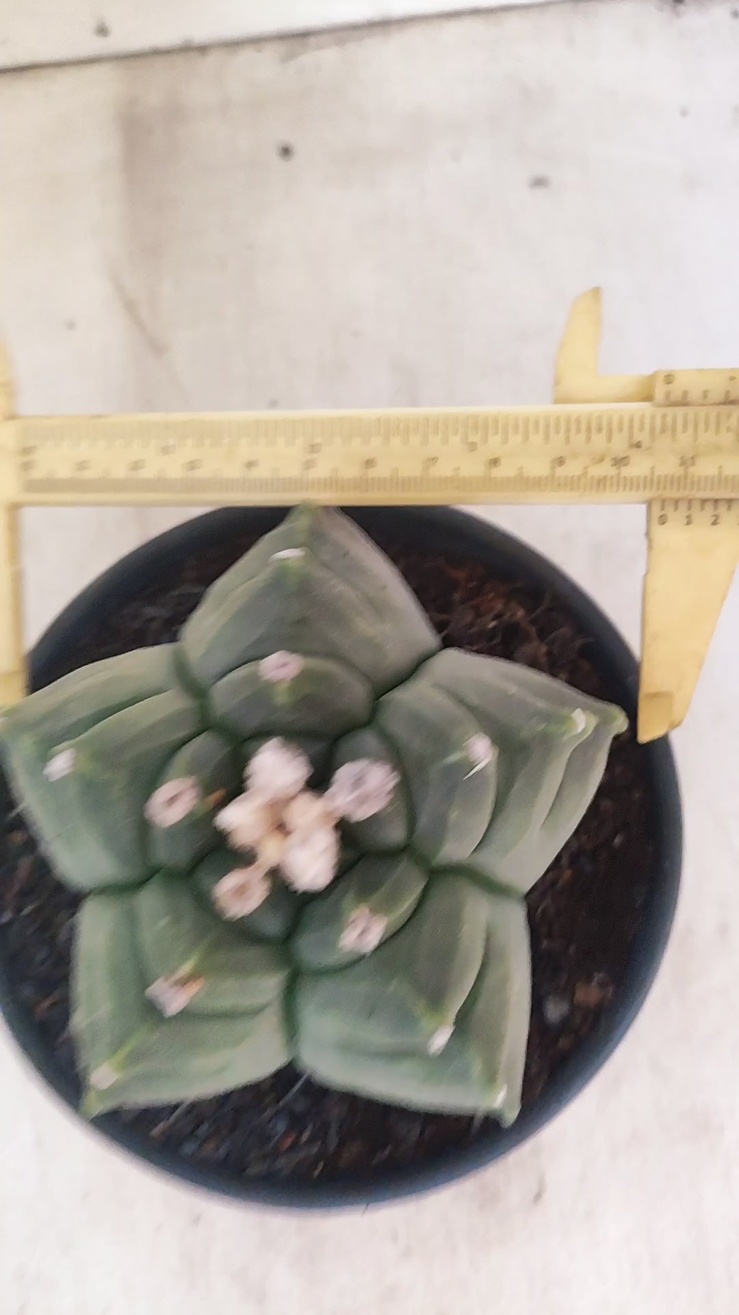 MATRIZ ASTROPHYTUM cv KIKKO Nº 136 – vaso 15