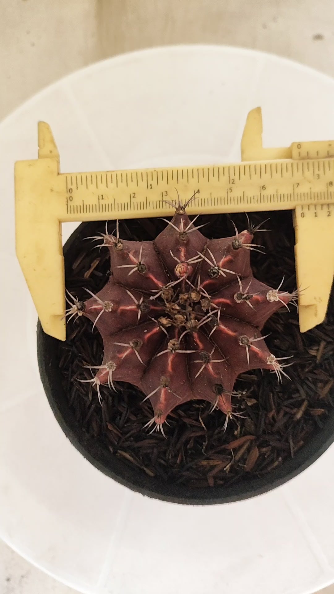 GYMNOCALYCIUM Mihanovichii "PURPLE" Nº 660 – vaso 11