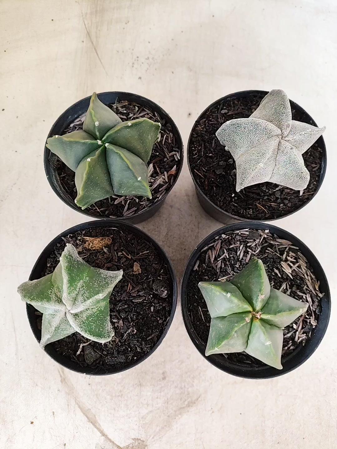 Kit 4 Cacto Astrophytum Myriostigma - O Cacto Estrela - vaso 09 (Coleção Especial)