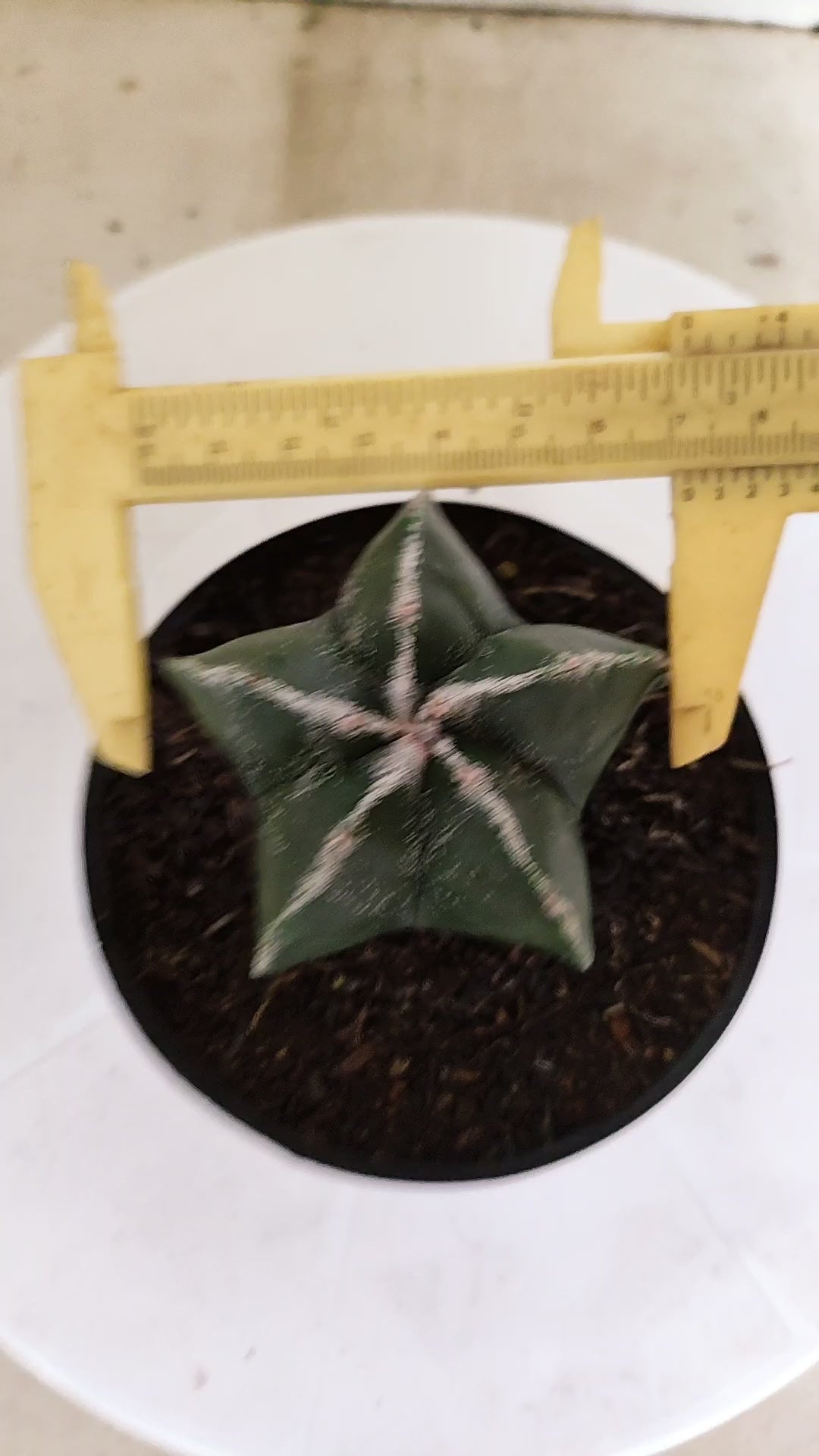 ASTROPHYTUM MYRIOSTIGMA  Nº 1180 – vaso 11