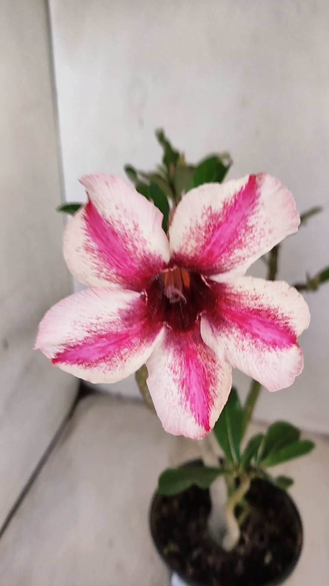 Planta Simples 3556 – 30cm – 02 anos