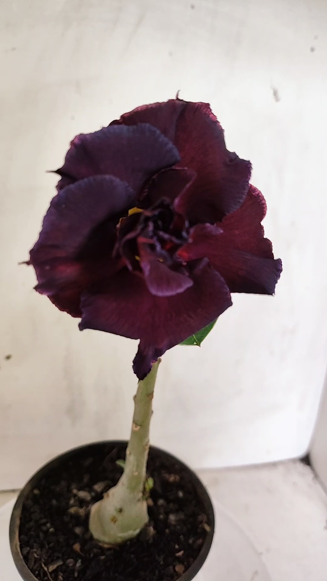 Planta Dobrada 4032 – 25cm – 01 ano - Vaso 15