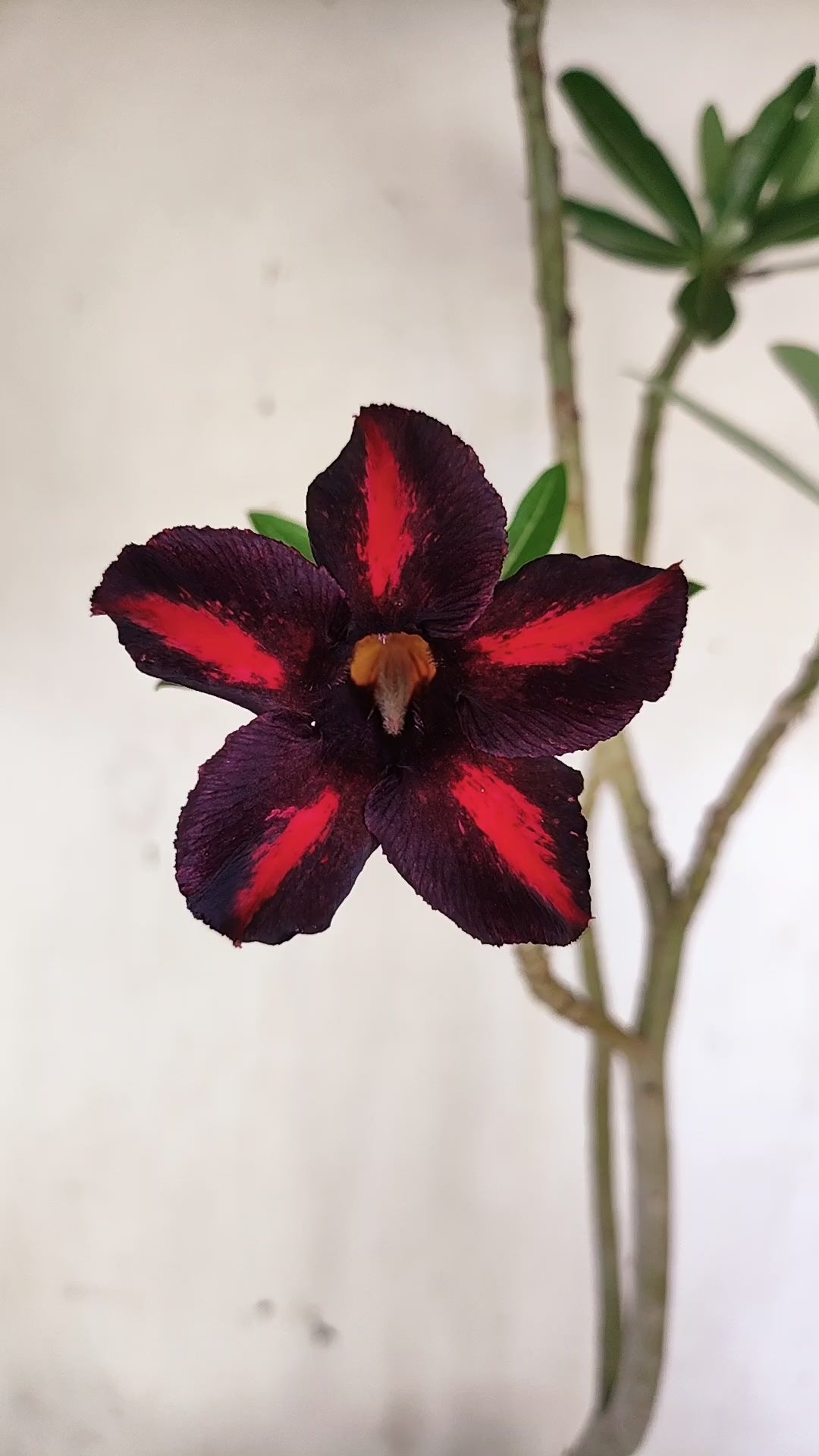 Planta Simples 3657 – 35cm – 03 anos - vaso 15