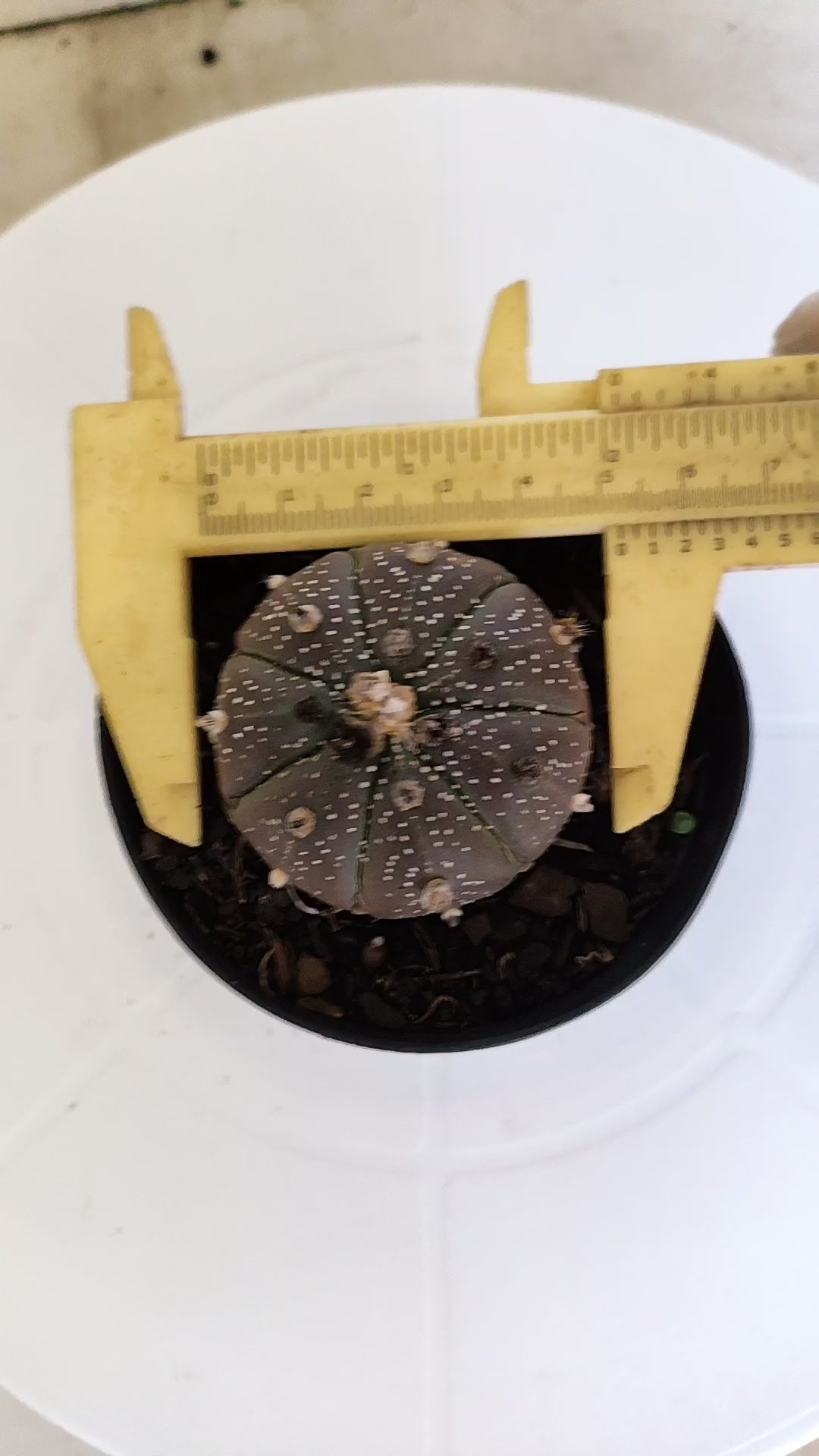 ASTROPHYTUM ASTERIAS “Purple”  Nº 264 – vaso 09