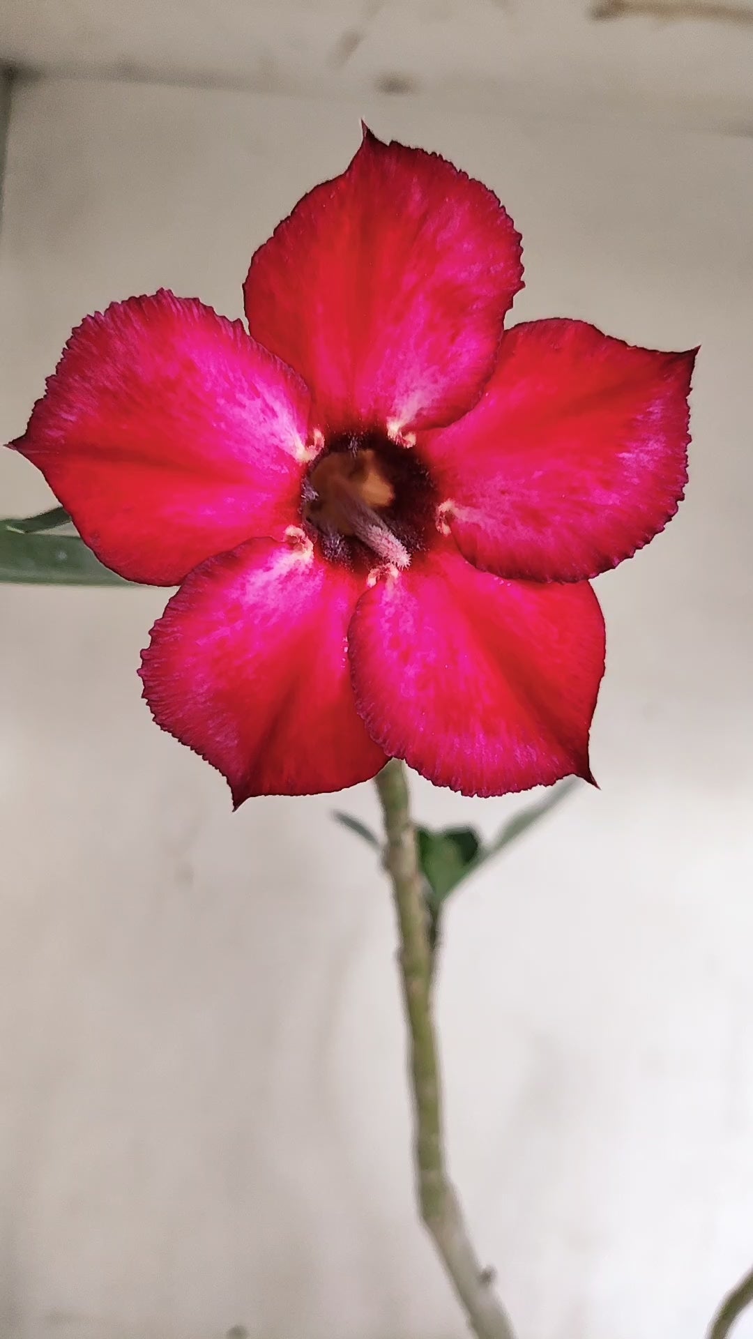 Planta Simples 3689 – 30cm – 01 ano - vaso 15