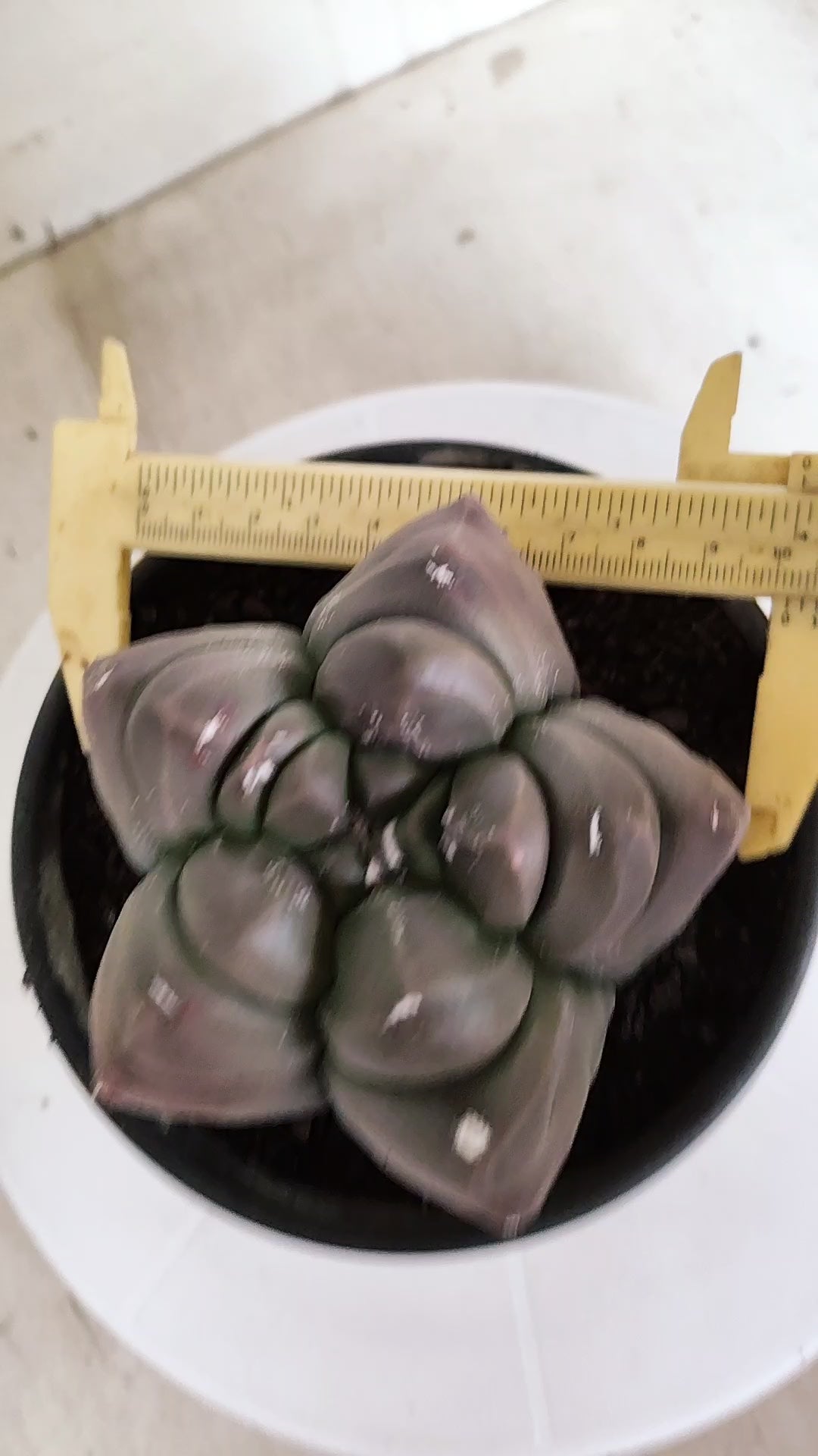 MATRIZ ASTROPHYTUM cv KIKKO   Nº 1336 – vaso 15