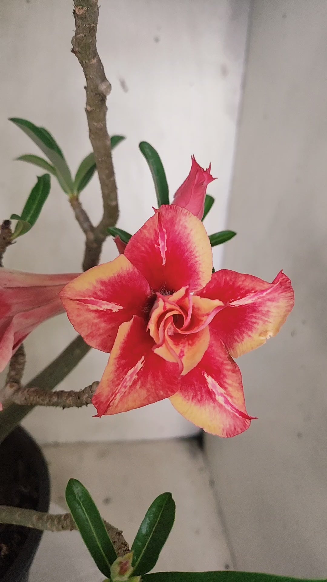 MATRIZ Planta Dobrada 239 –  35cm – 03 anos - Vaso 20