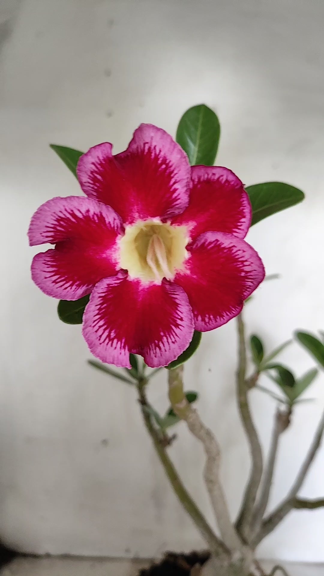 Planta Simples 3636 – 35cm – 03 anos - vaso 15