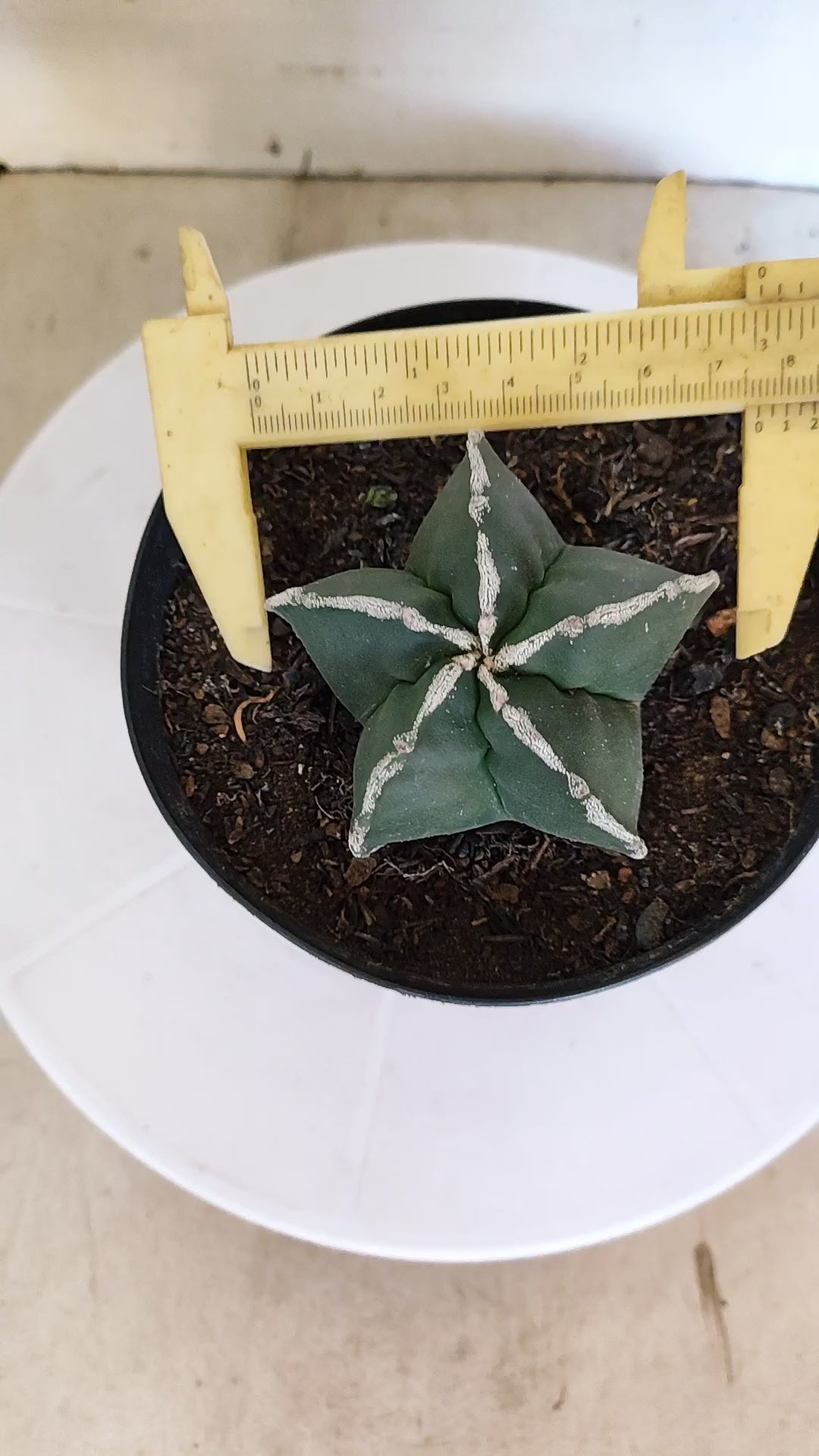 ASTROPHYTUM MYRIOSTIGMA "Hakujo"  Nº 1200 – vaso 15