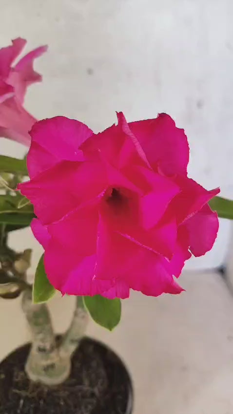 ENXERTO 12712 – 20cm (cor LM 04 e LM 663)