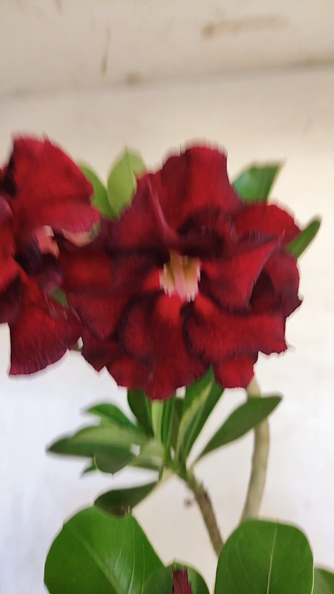 Planta Dobrada 3932 – 35cm – 03 anos