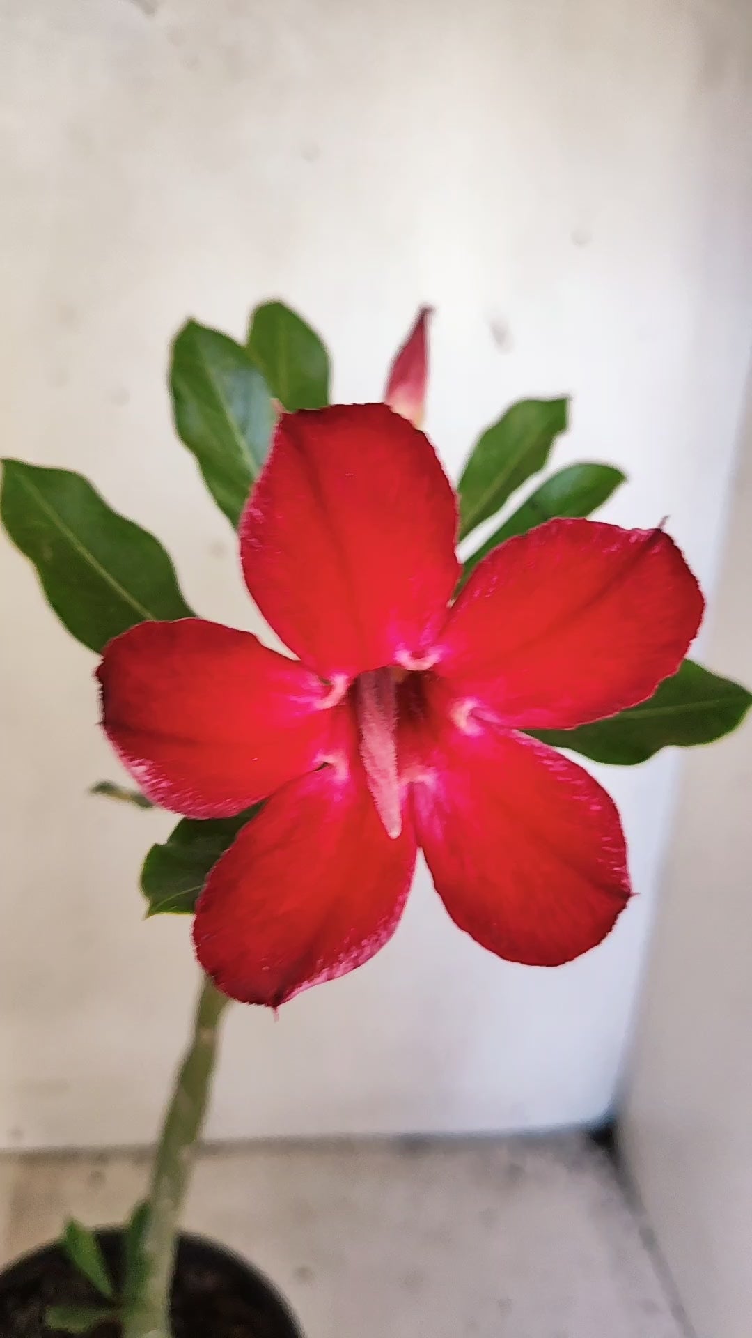 Planta Simples 3563 – 30cm – 02 anos