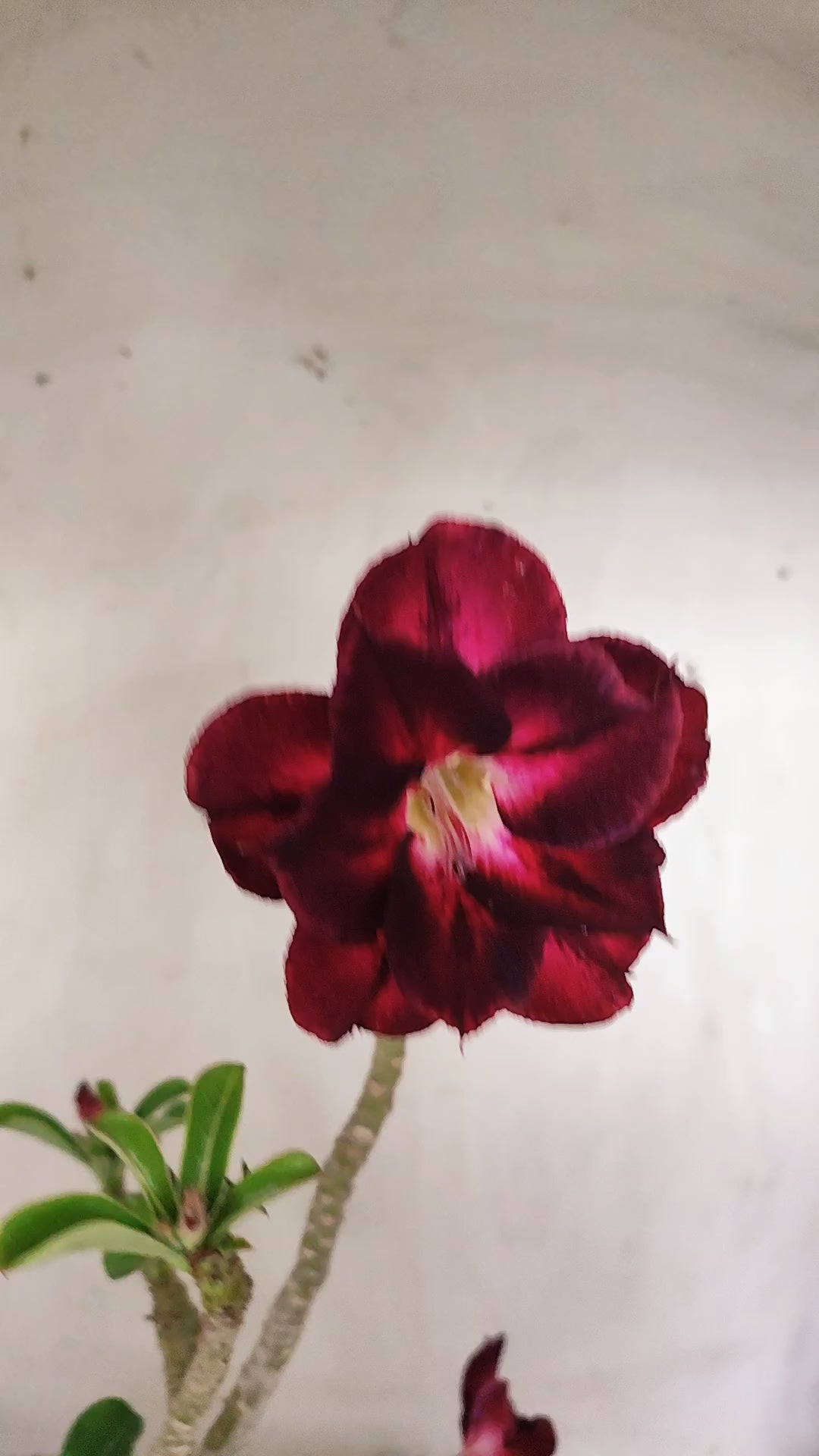 Planta Dobrada 3998 – 35cm – 03 anos - Vaso 15