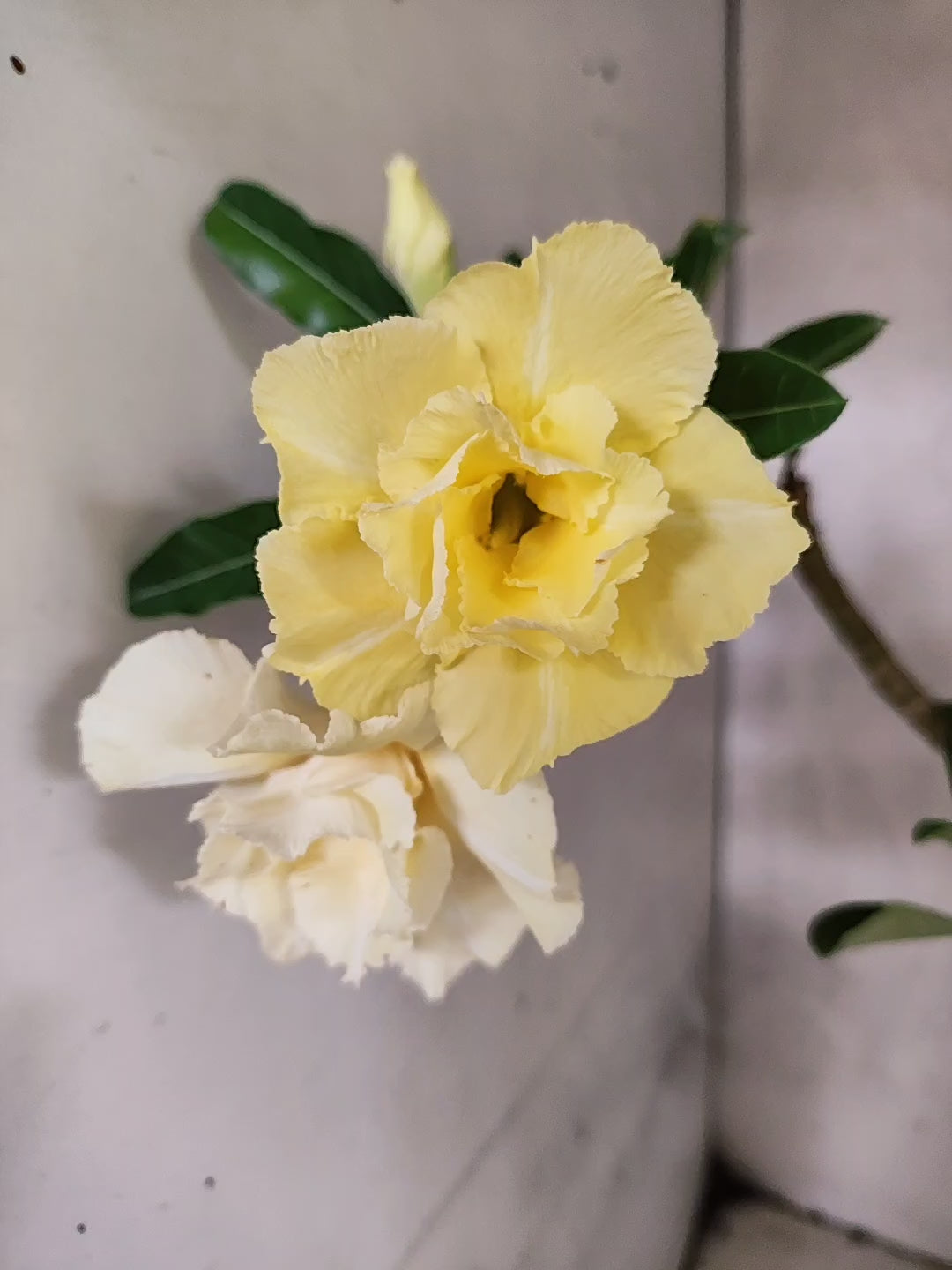 Planta Dobrada 3875 – 40cm – 03 anos