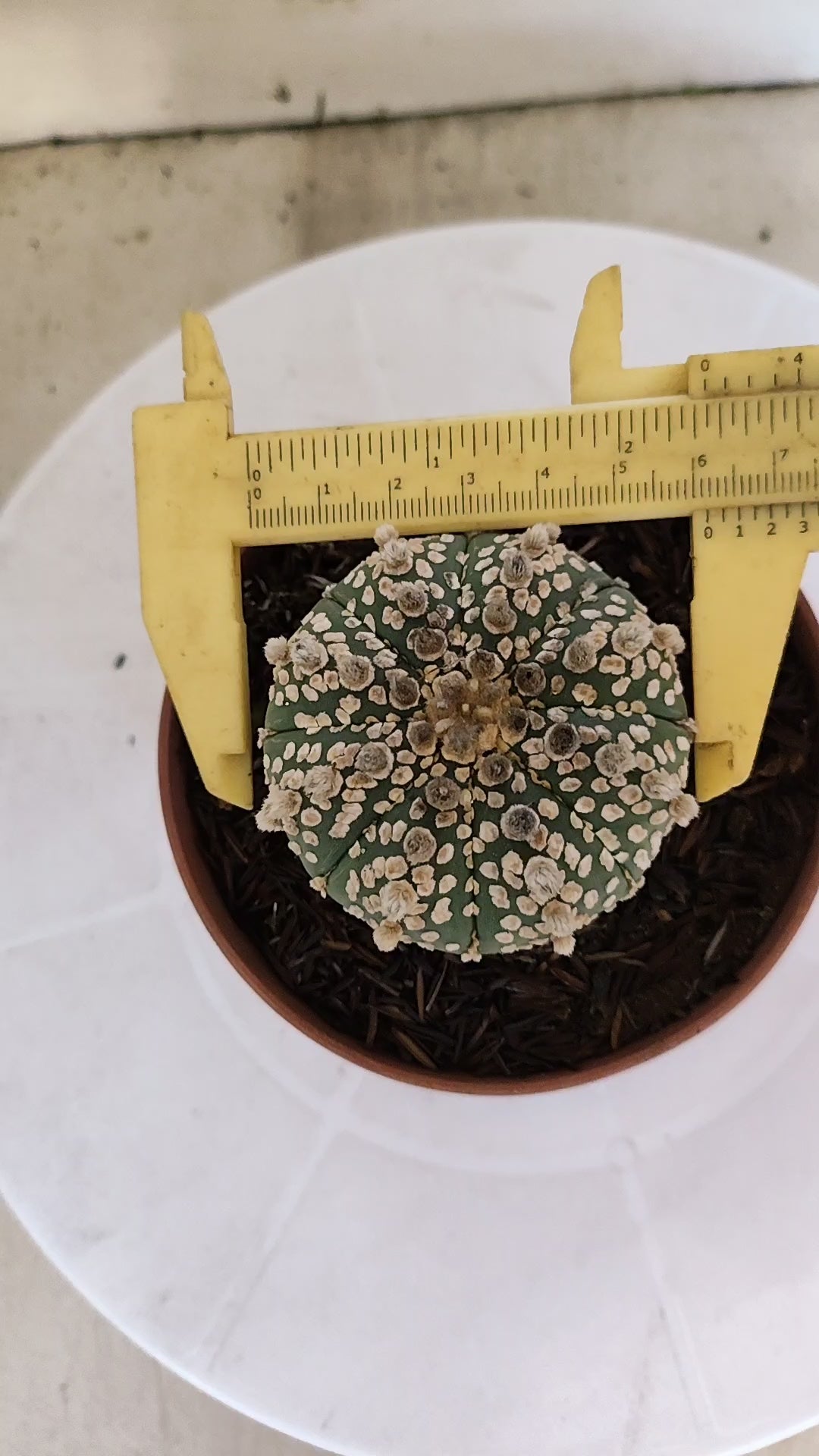 ASTROPHYTUM ASTERIAS "SUPER KABUTO"   Nº 1080 – vaso 11