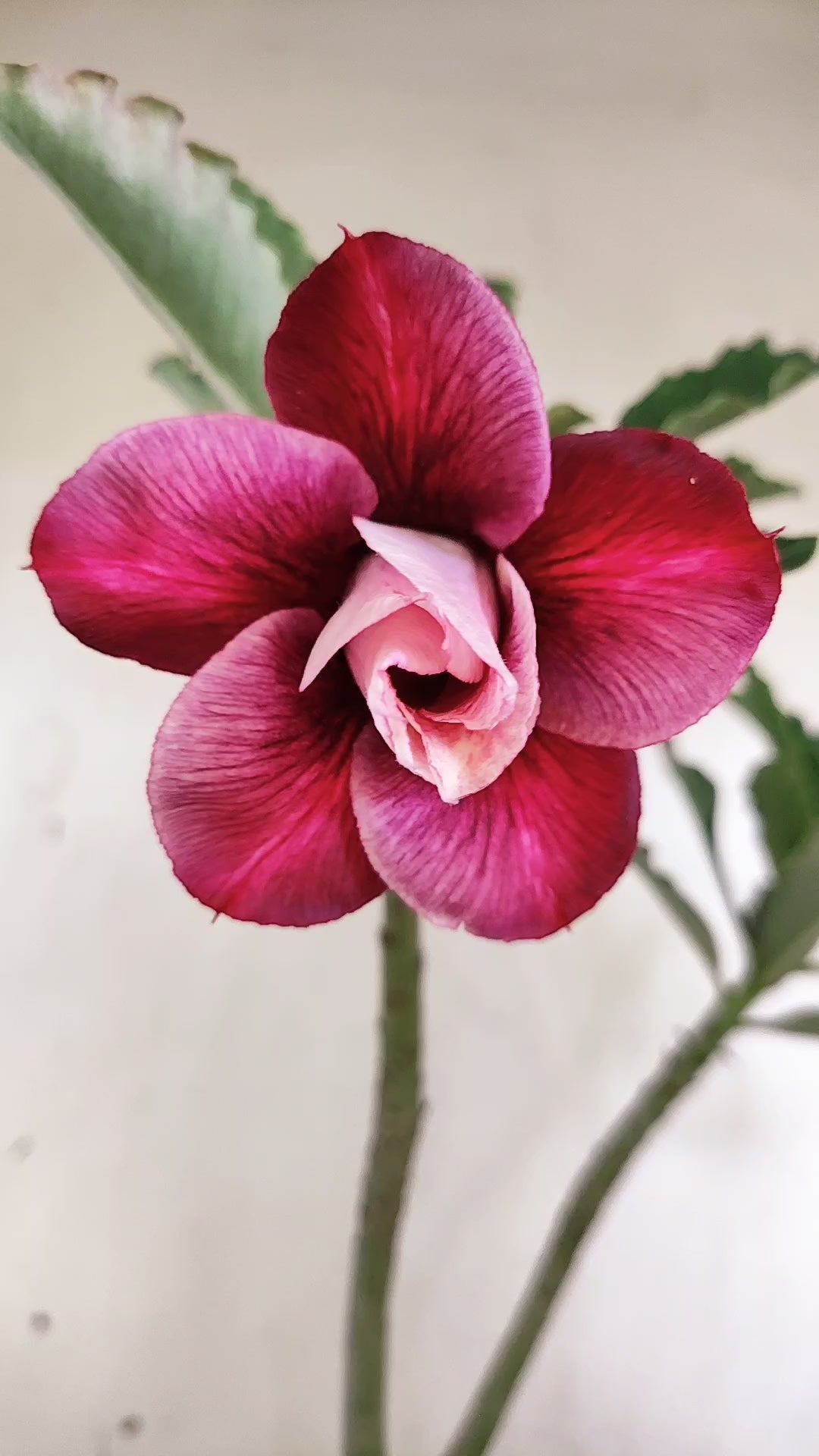 Planta Dobrada 4055 – 30cm – 02 anos - Vaso 15