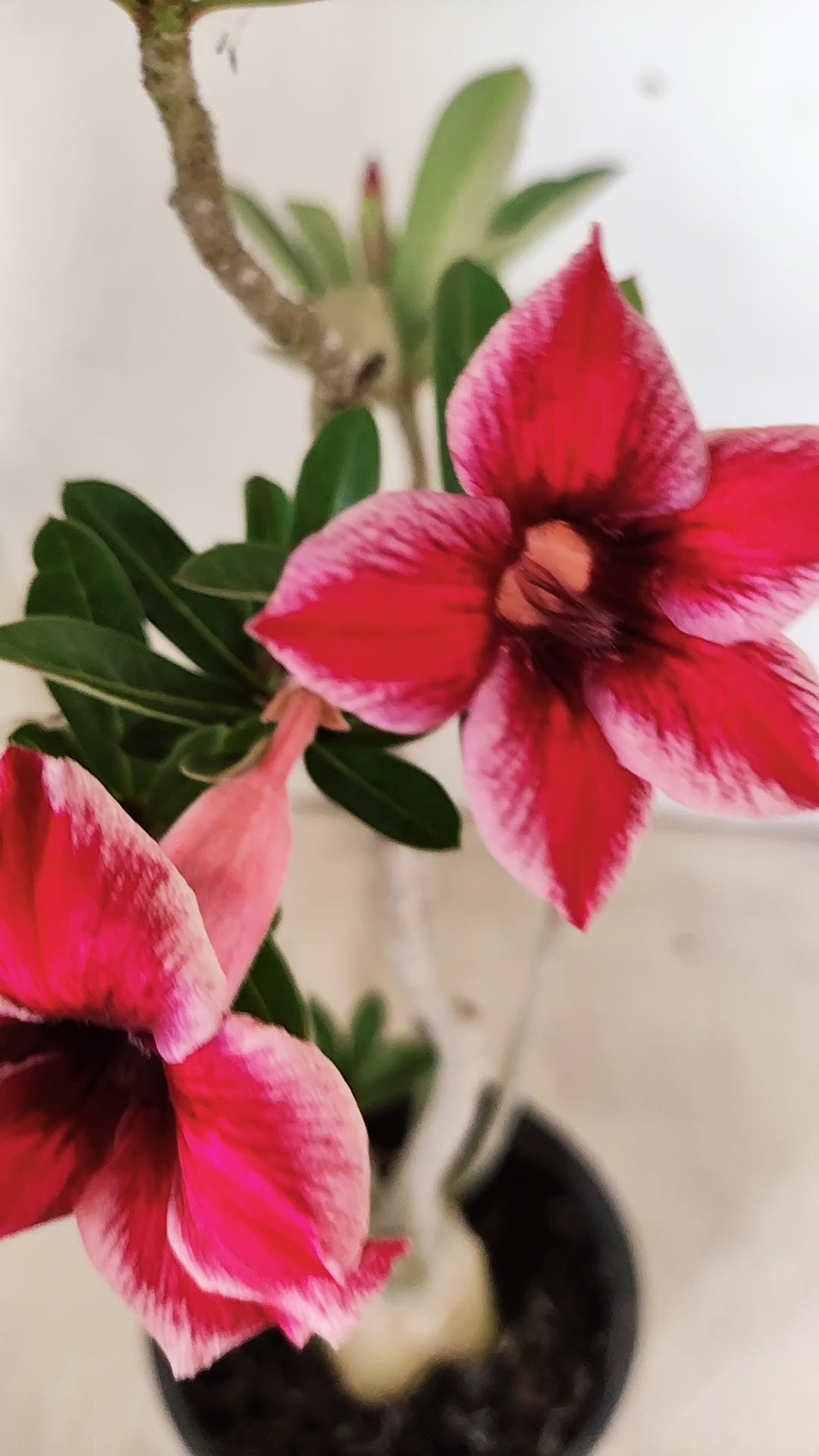 Planta Simples 3496 – 30cm – 03 anos