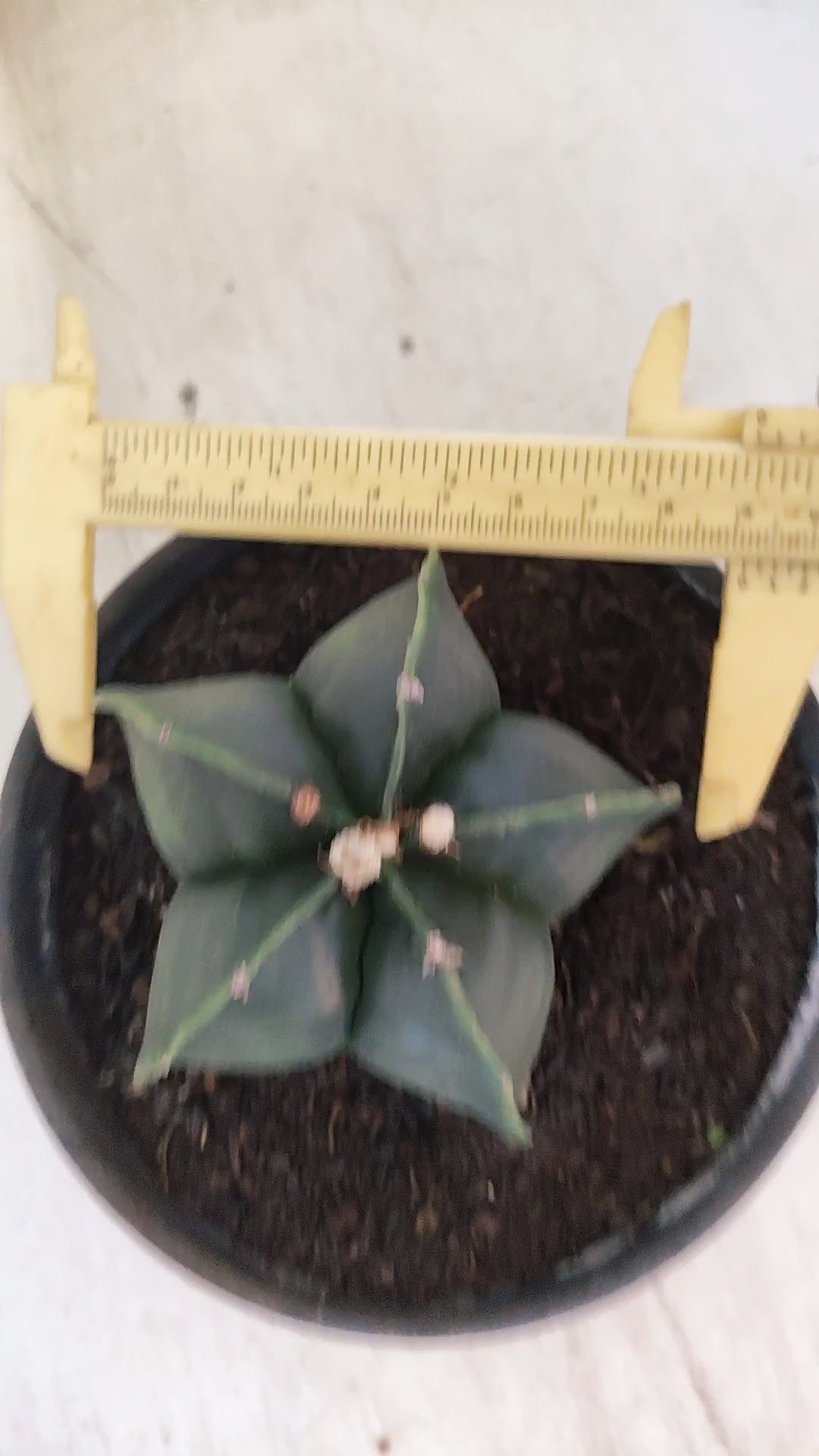 ASTROPHYTUM MYRIOSTIGMA "NUDUM"  Nº 1194 – vaso 15
