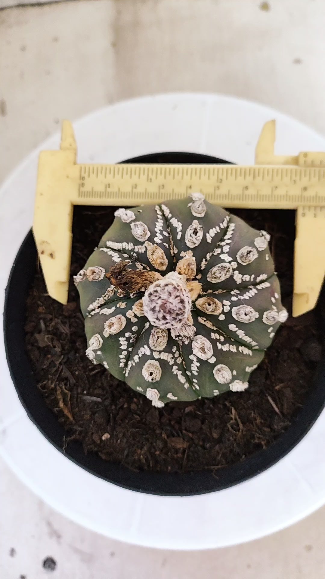 ASTROPHYTUM ASTERIAS "SUPER KABUTO"  Nº 1416 – vaso 15