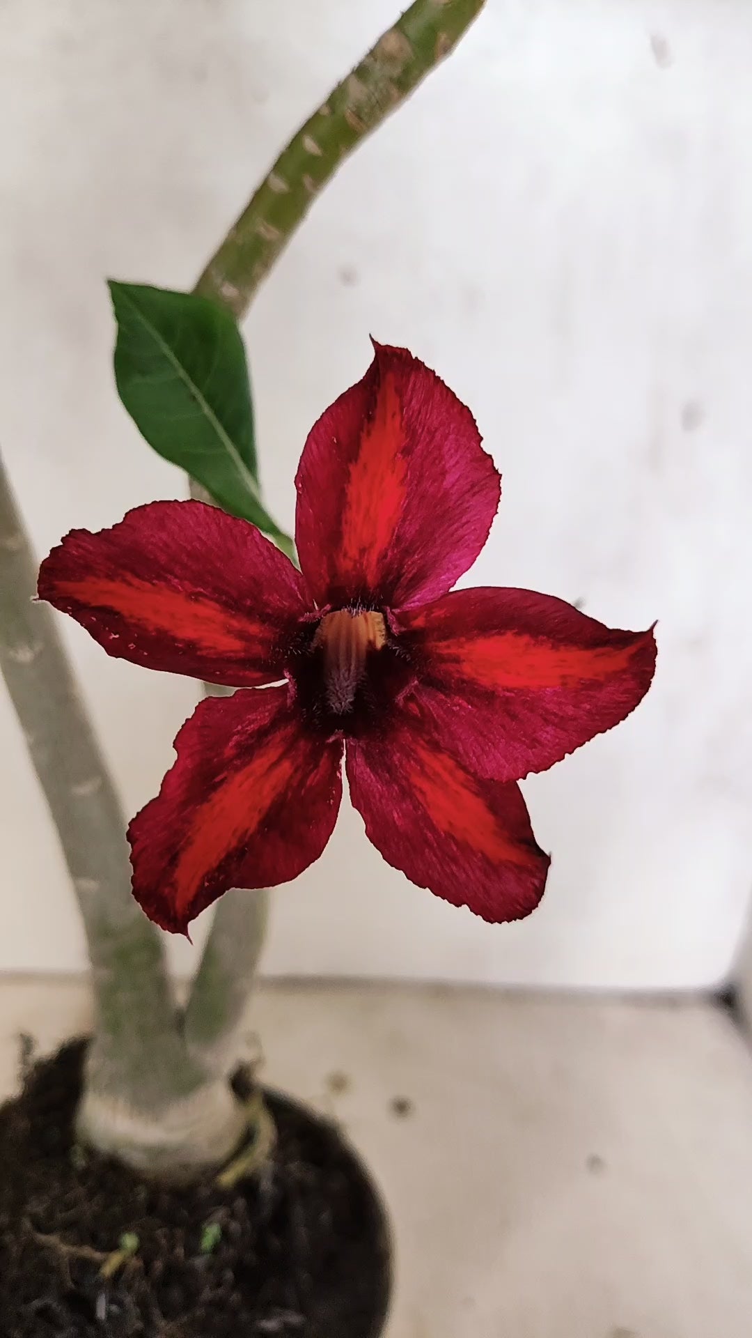 Planta Simples 3428 – 35cm – 03 anos