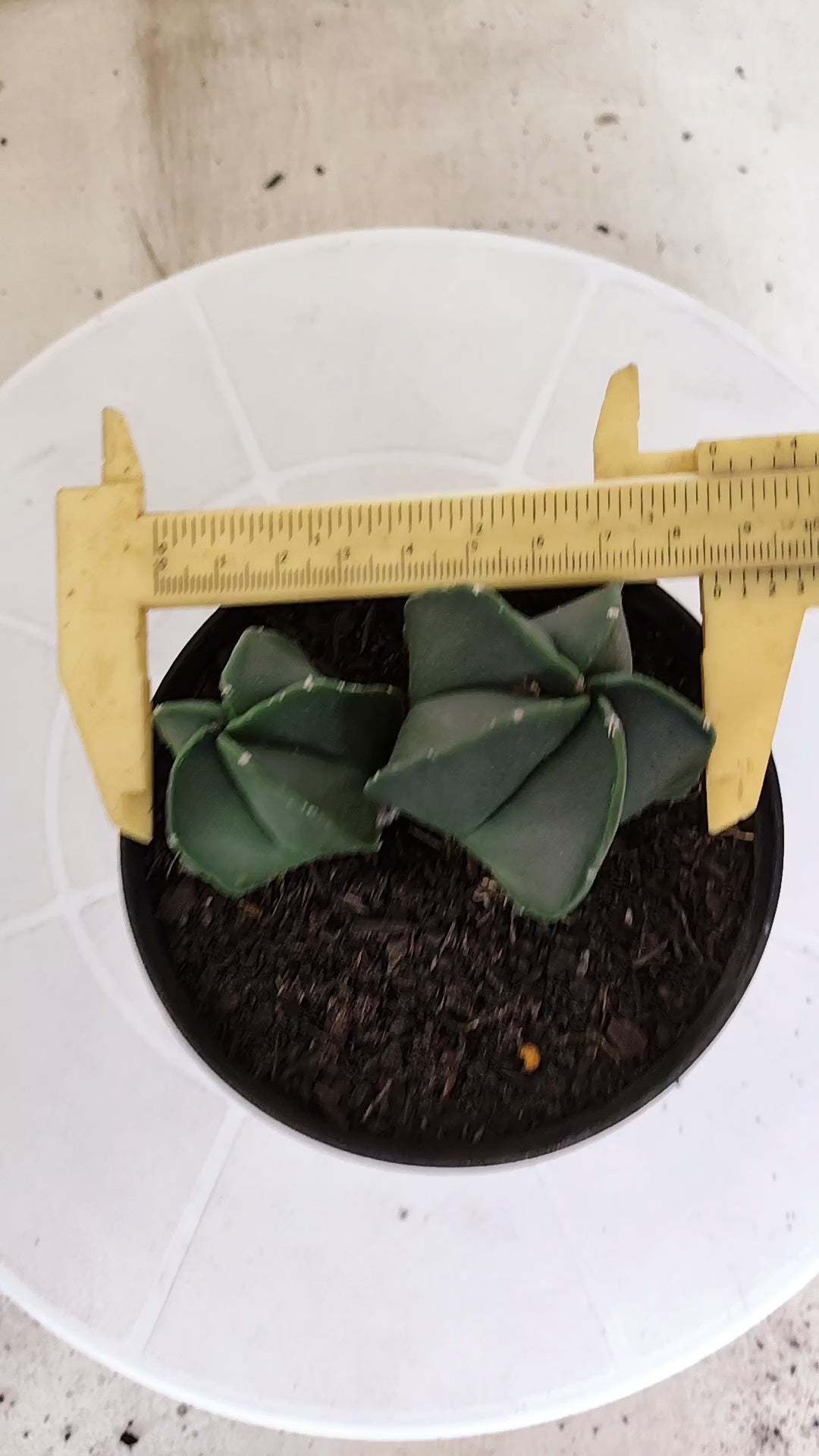 ASTROPHYTUM MYRIOSTIGMA Nudum "Bicéfalo" Nº 1232 – vaso 11