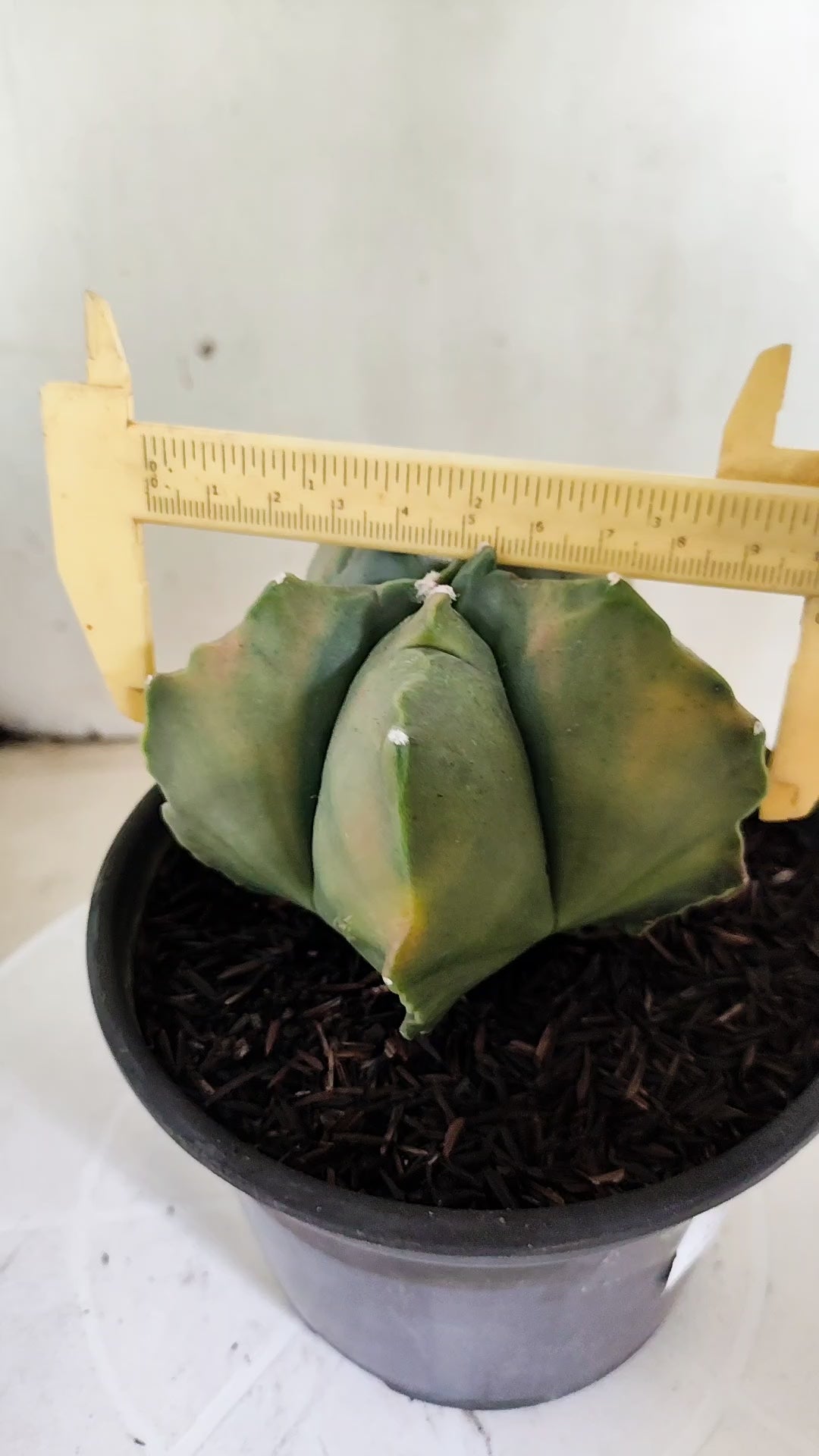 MATRIZ ASTROPHYTUM cv KIKKO "Variegata"  Nº 623  – vaso 15