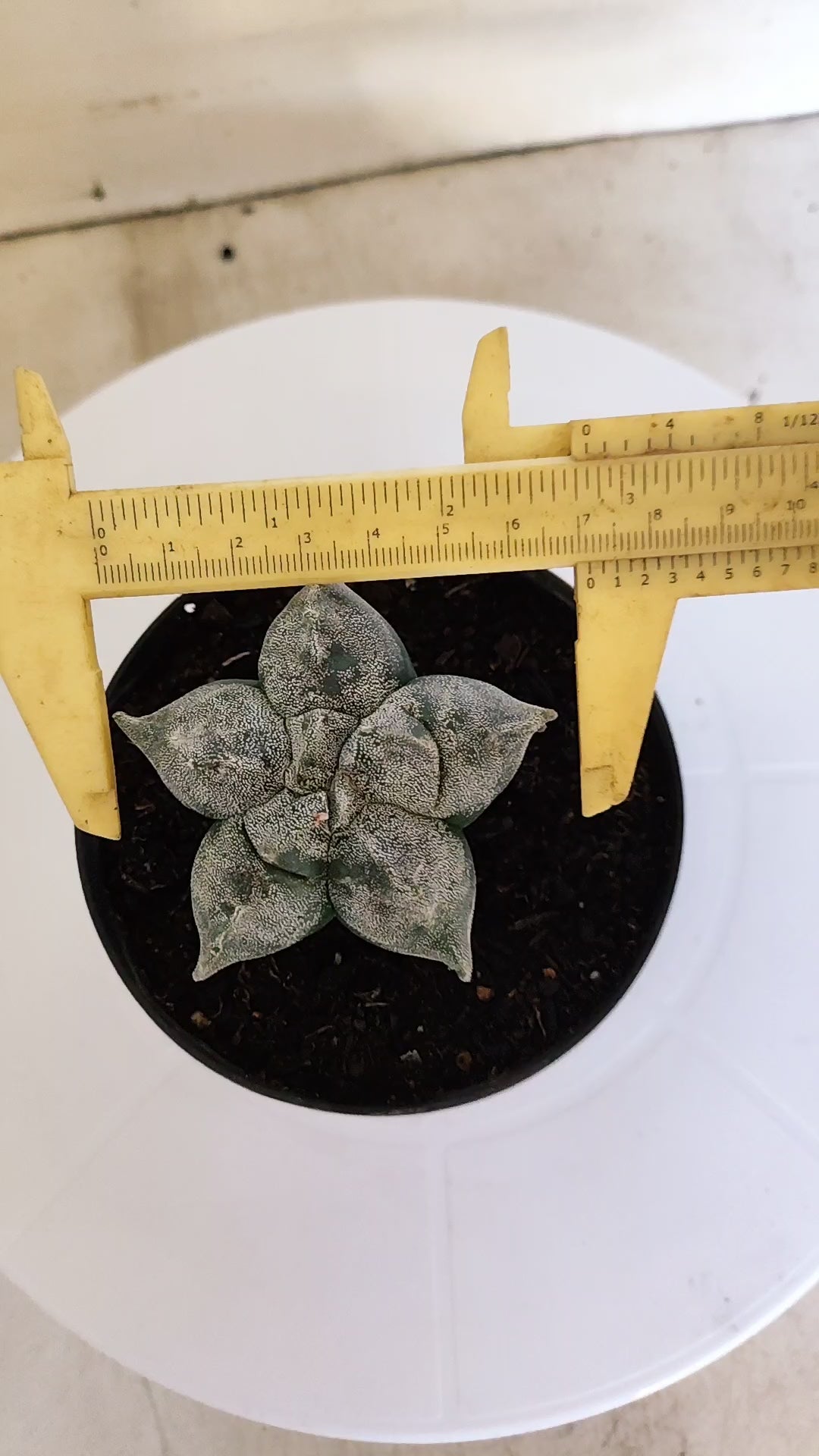 ASTROPHYTUM cv KIKKO  Nº 271 – vaso 11