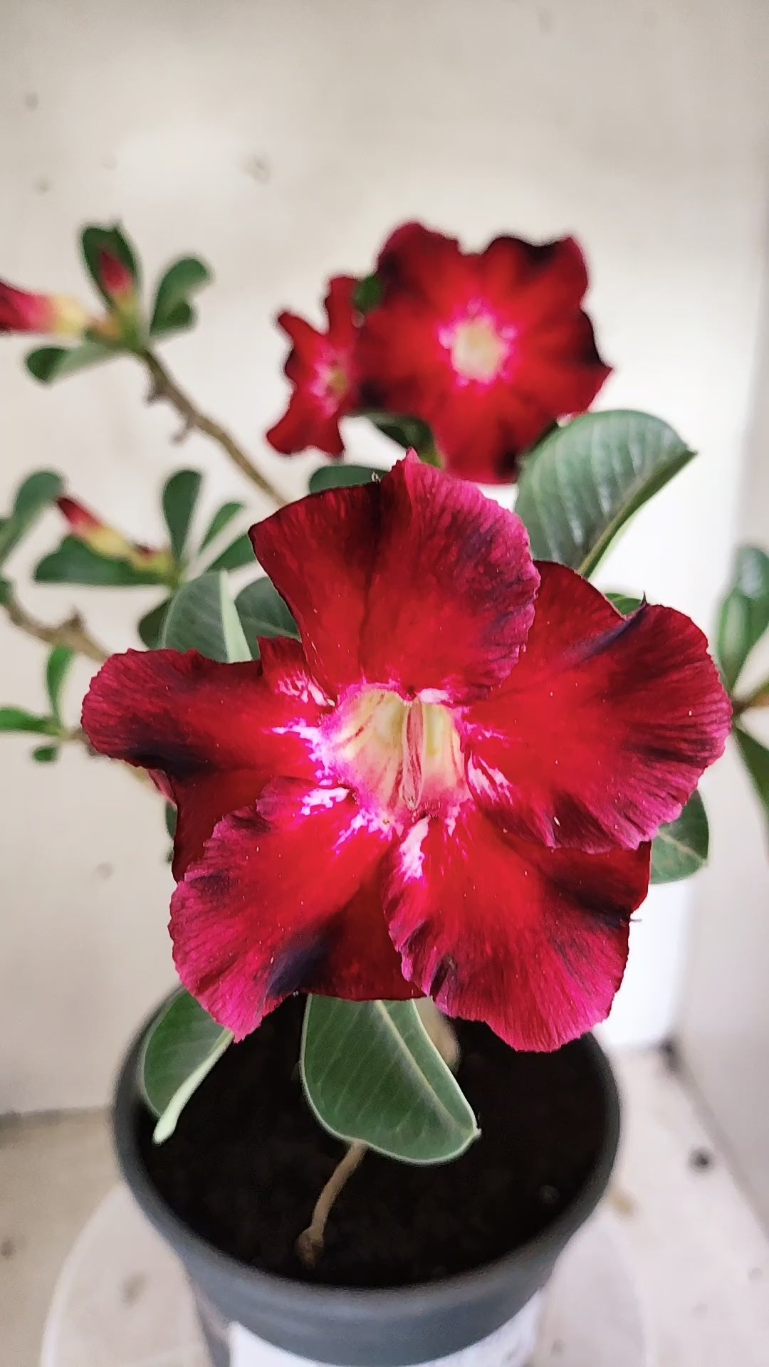 MATRIZ Planta Simples 294 – 40cm – 03 anos - vaso 20