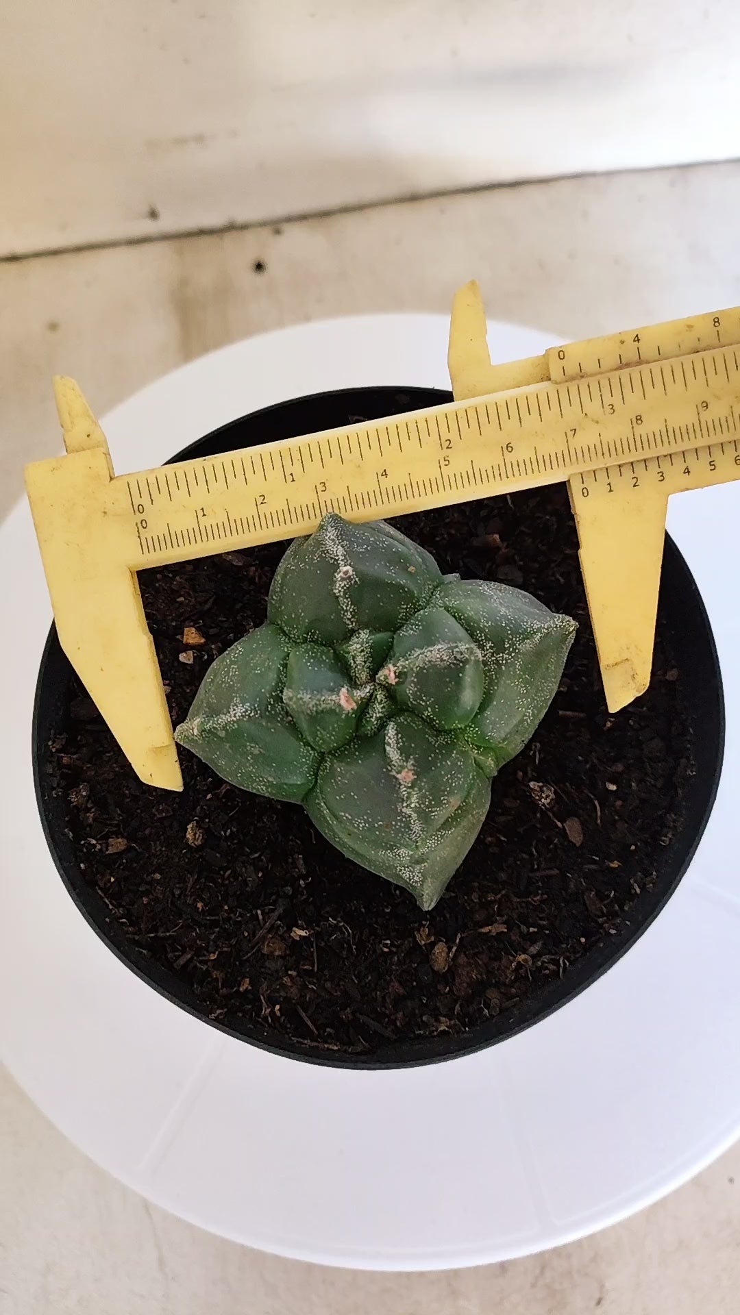 ASTROPHYTUM cv KIKKO "4Quinas"  Nº 272 – vaso 15