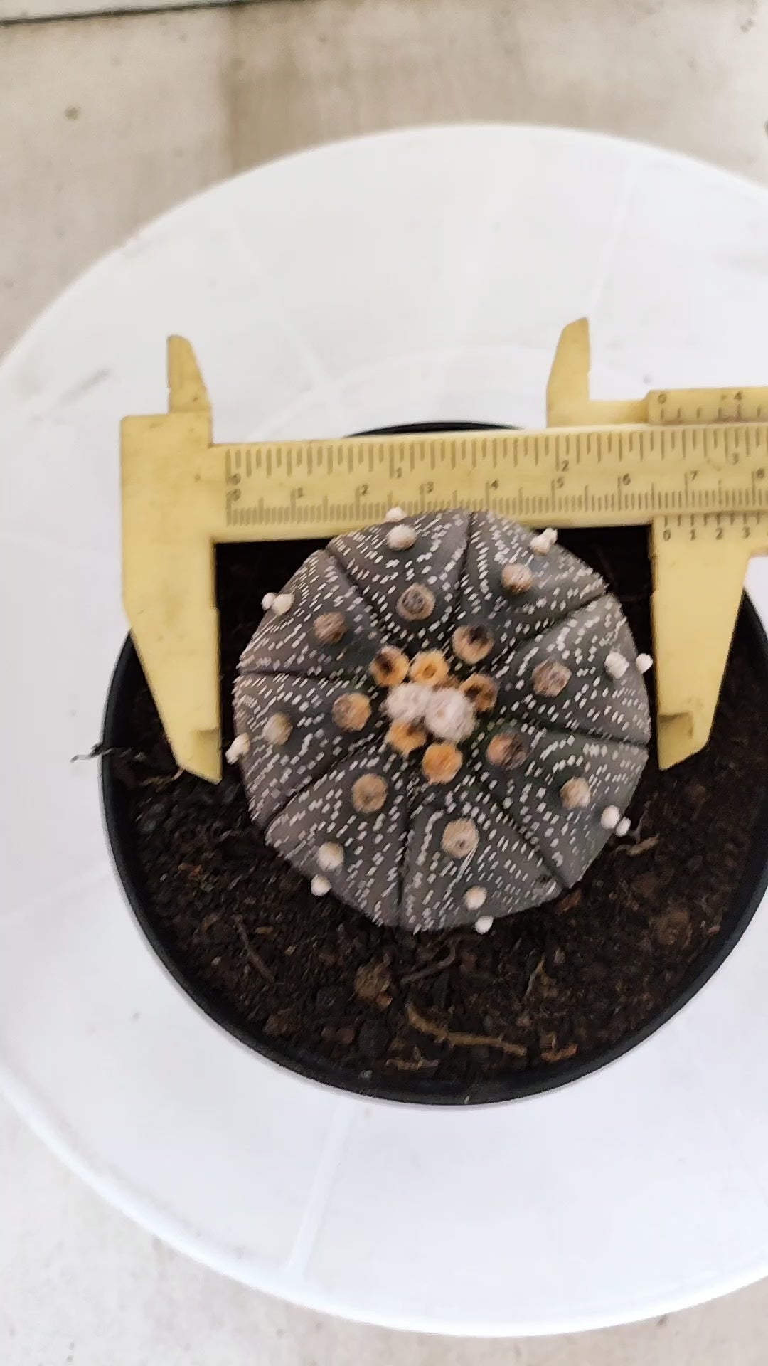 MATRIZ ASTROPHYTUM ASTÉRIAS "Purple" Nº 1255 – vaso 11