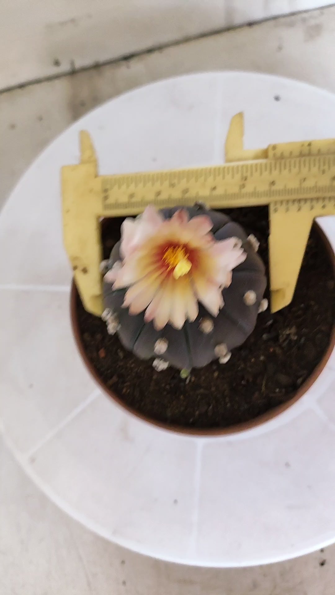 ASTROPHYTUM ASTERIAS “Purple AKABANA”  Nº 1167 – vaso 11