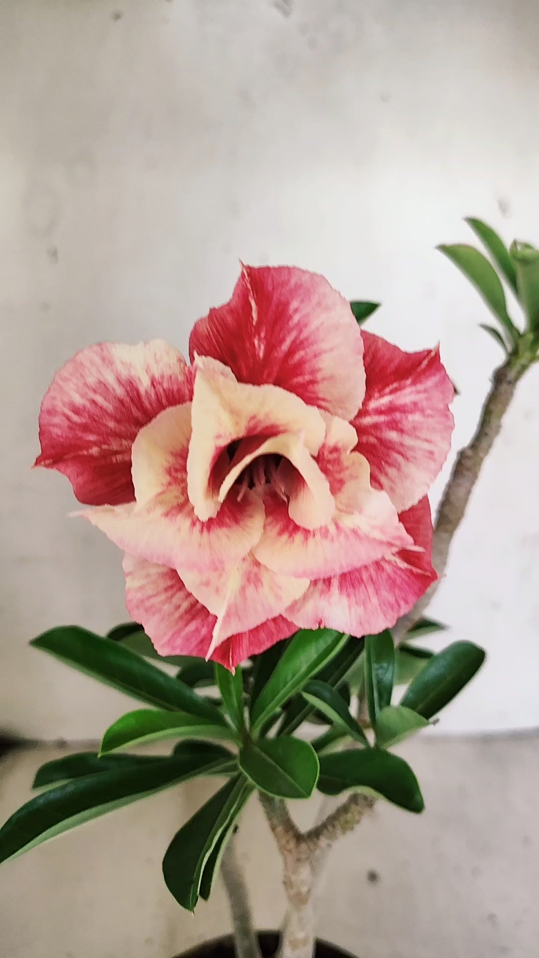 Planta Dobrada 3957 – 30cm – 02 anos